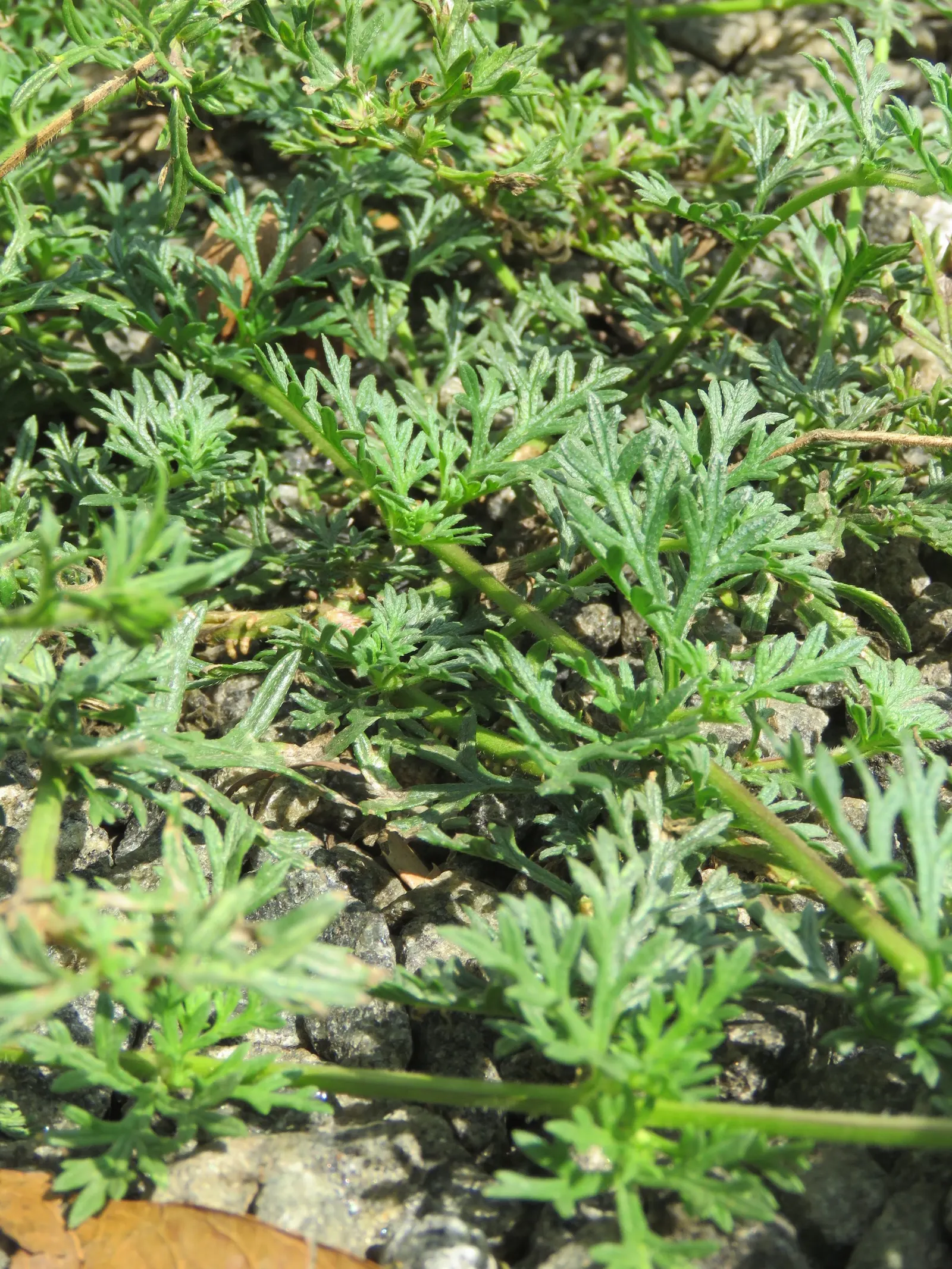 Prairie Verbena (Glandularia Bipinnatifida) — which are characteristically lavender to rosy-purple in color; or as a low maintenance spot of color in xeriscapes