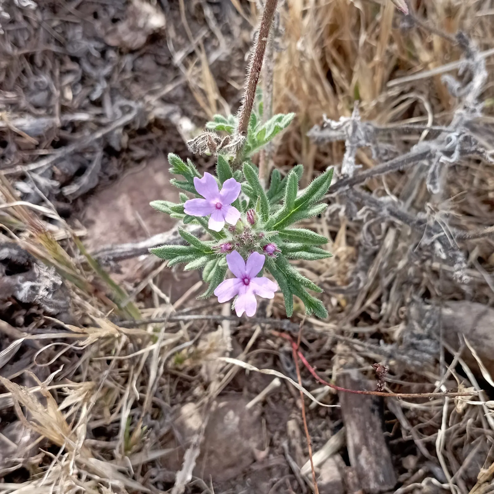 Prairie Verbena (Glandularia Bipinnatifida) — Its sprawling habit makes it a perfect candidate for rock gardens