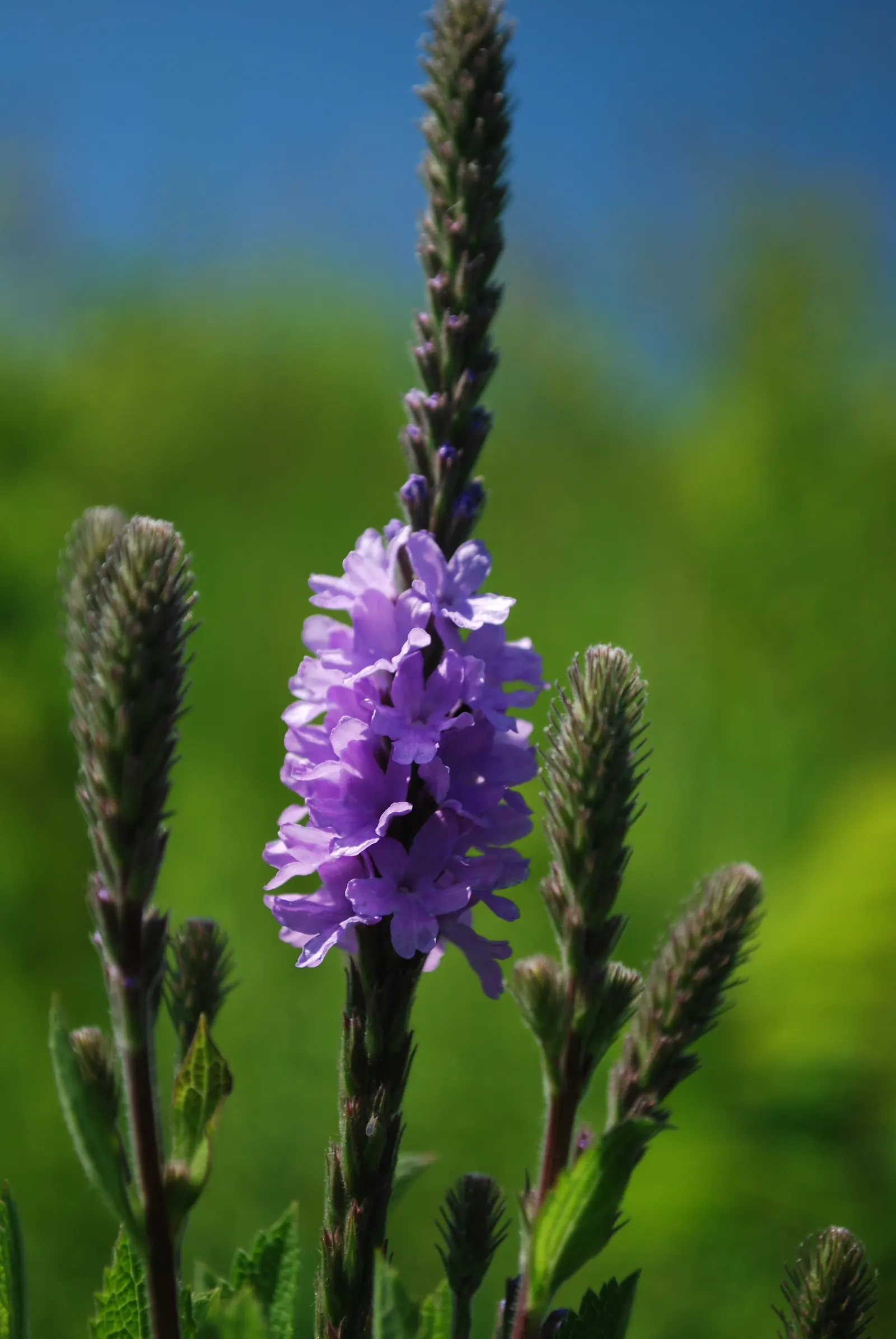 Prairie Verbena (Glandularia Bipinnatifida) — The flowers themselves are small but plentiful, image 35
