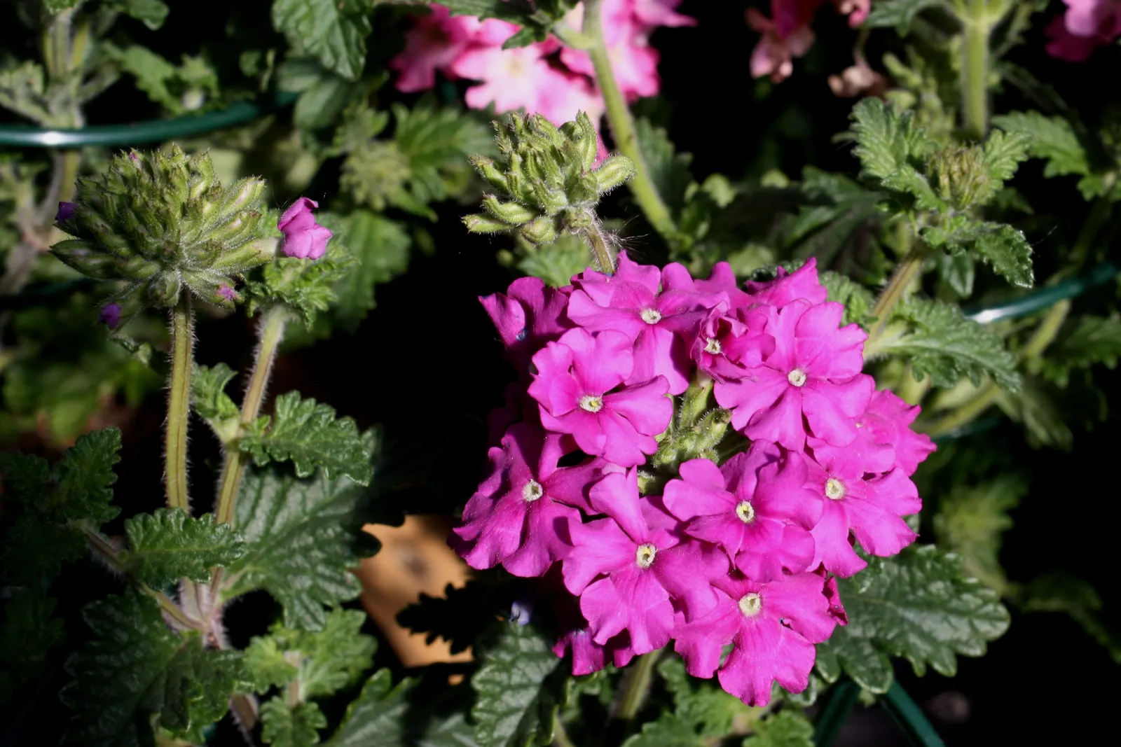 Prairie Verbena (Glandularia Bipinnatifida) — Prairie Verbena thrives in full sunlight