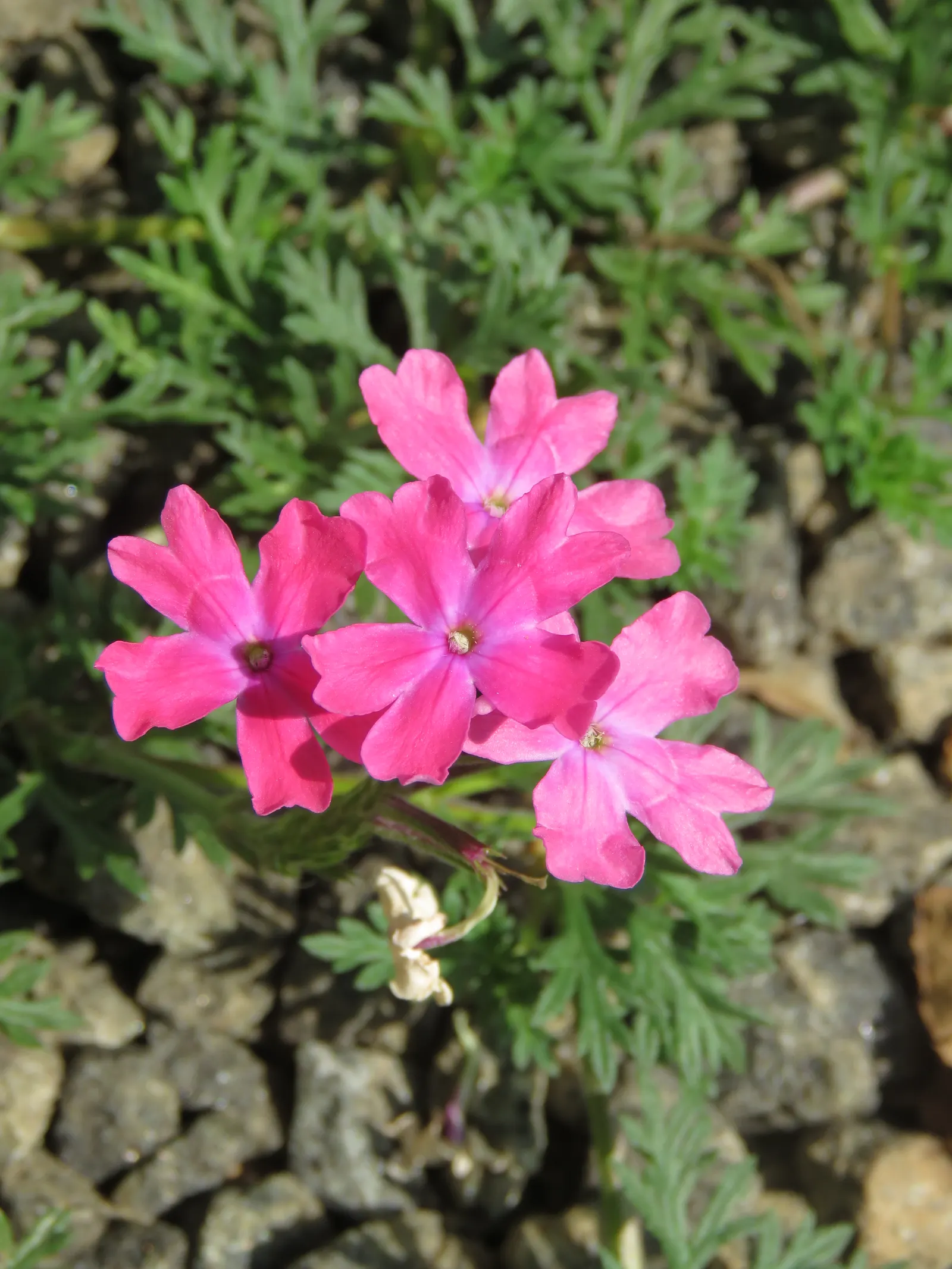 Prairie Verbena (Glandularia Bipinnatifida) — forming dense clusters that come alive from early spring and can persist into the autumn; consider its potential