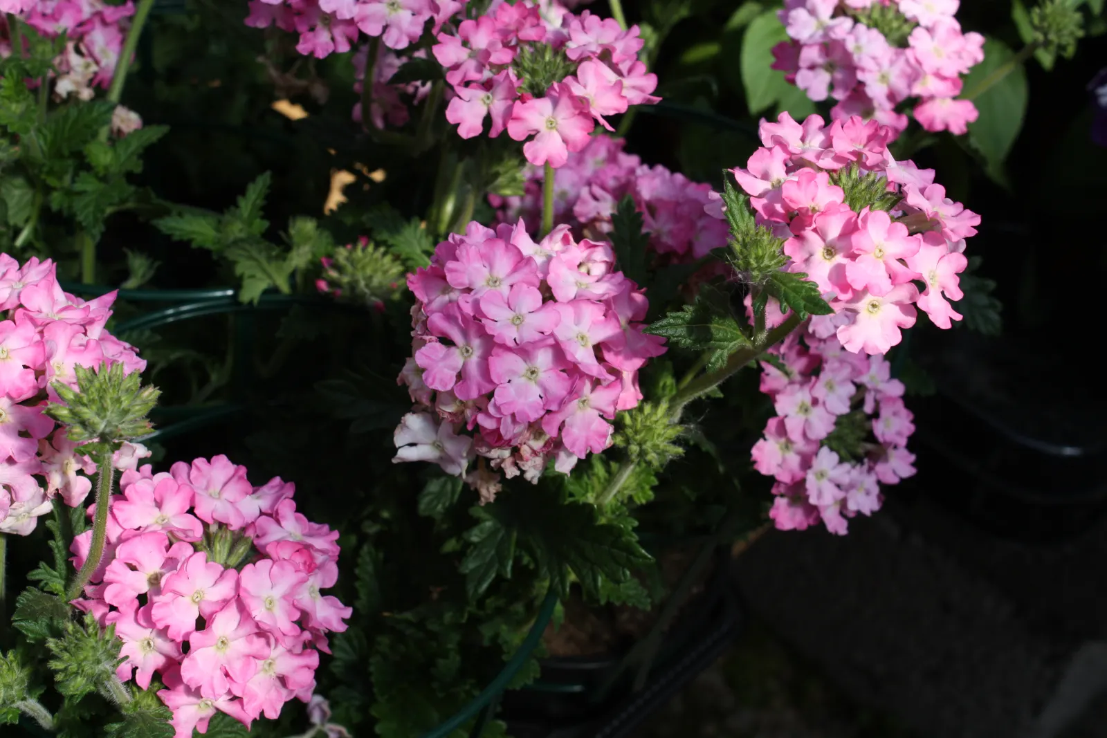 Prairie Verbena (Glandularia Bipinnatifida) — blue and purple and violet flowers in the garden