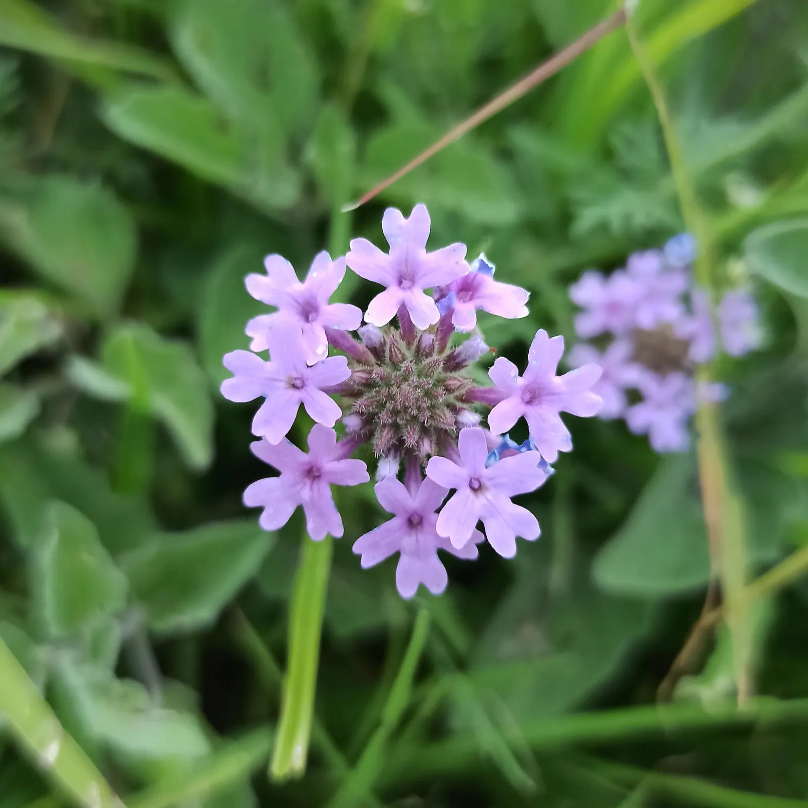 Prairie Verbena (Glandularia Bipinnatifida) — ground cover / perennial for full or half