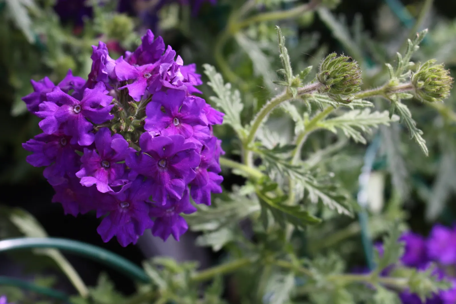 Prairie Verbena (Glandularia Bipinnatifida) — Prairie Verbena (Glandularia bipinnatifida) is a perennial groundcover, flourishing in full sun to part shade
