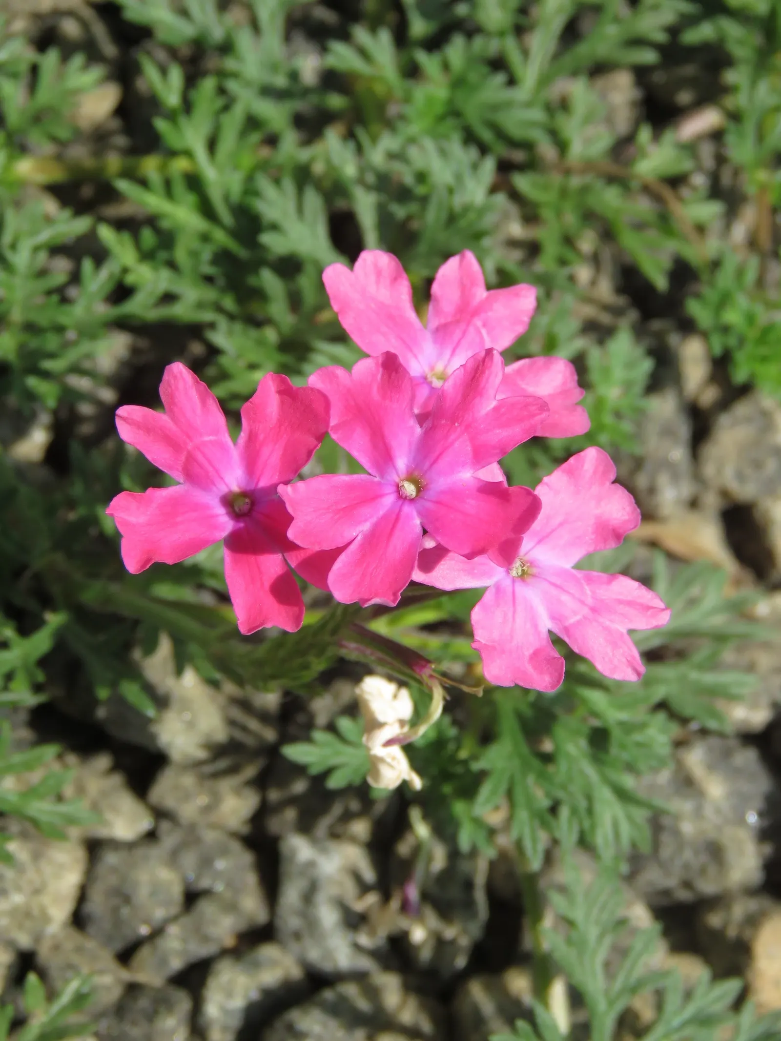 Prairie Verbena (Glandularia Bipinnatifida) — or as a low maintenance spot of color in xeriscapes