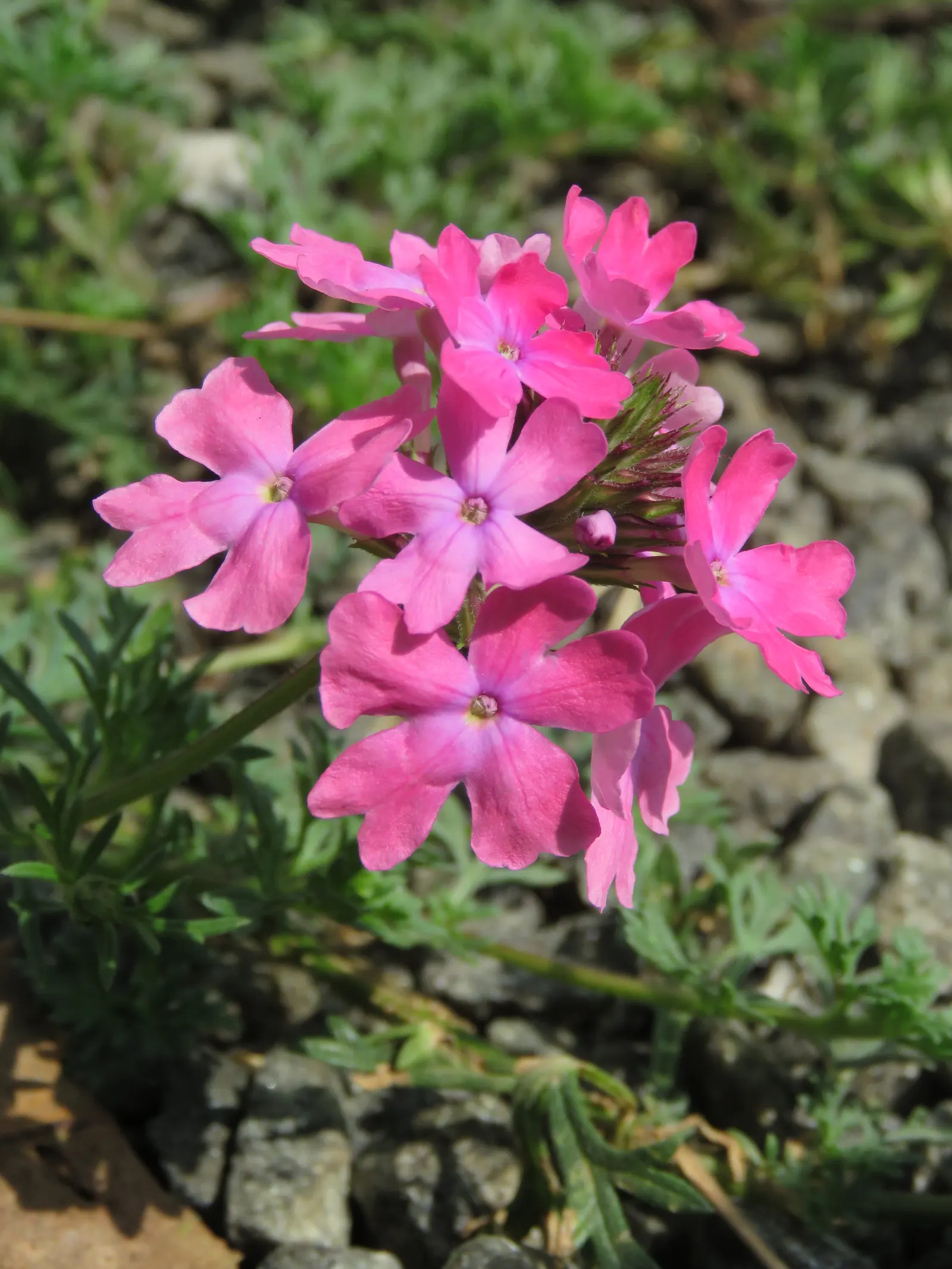 Prairie Verbena (Glandularia Bipinnatifida) — it's ideal for rock gardens; fast-growing, it spans 12-18 inches with feathery, divided leaves