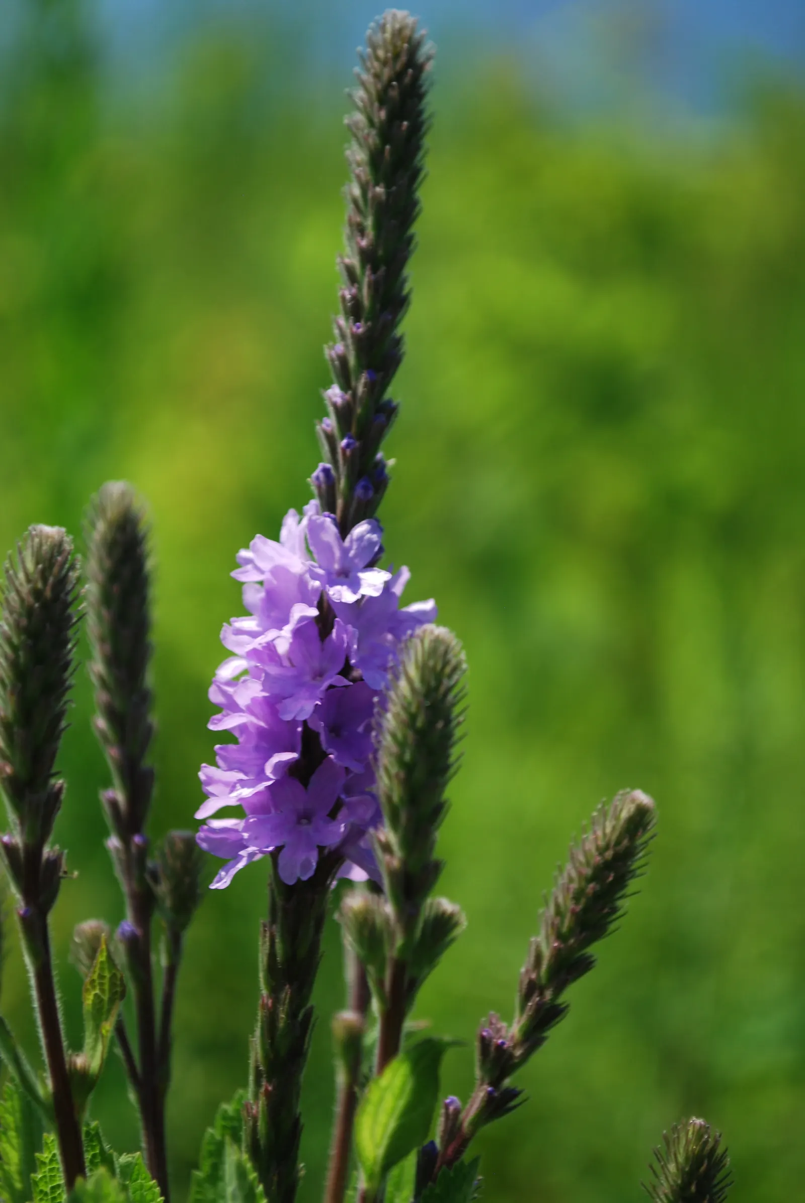 Prairie Verbena (Glandularia Bipinnatifida) — fern-like leaves create a delicate backdrop for the vibrant blooms; blue and purple and violet flowers in the
