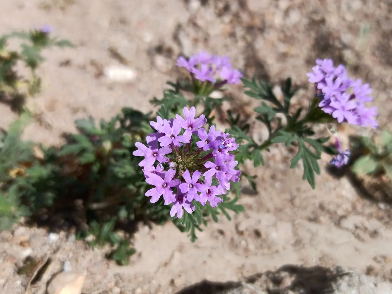 Prairie Verbena (Glandularia Bipinnatifida) — scientifically named Glandularia bipinnatifida