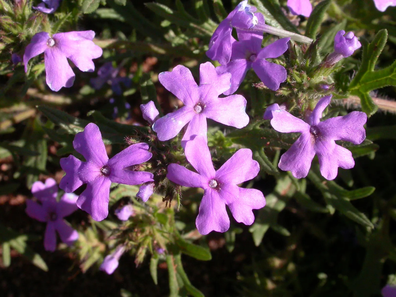 Prairie Verbena (Glandularia Bipinnatifida) — or as a low maintenance spot of color in xeriscapes; prairie Verbena gracefully spreads out to cover ground areas