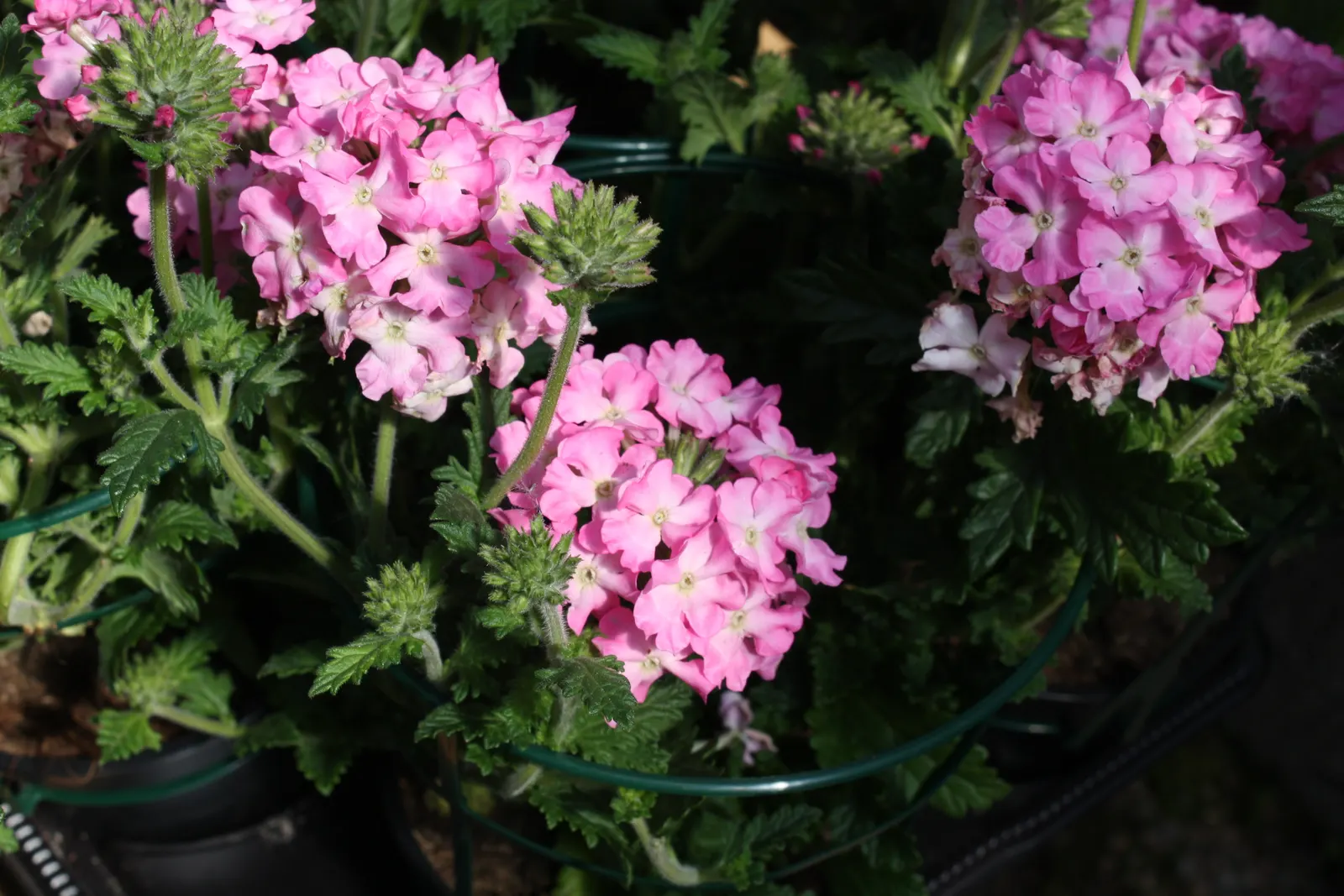 Prairie Verbena (Glandularia Bipinnatifida) — Fast-growing, it spans 12-18 inches with feathery, divided leaves; which are characteristically lavender to