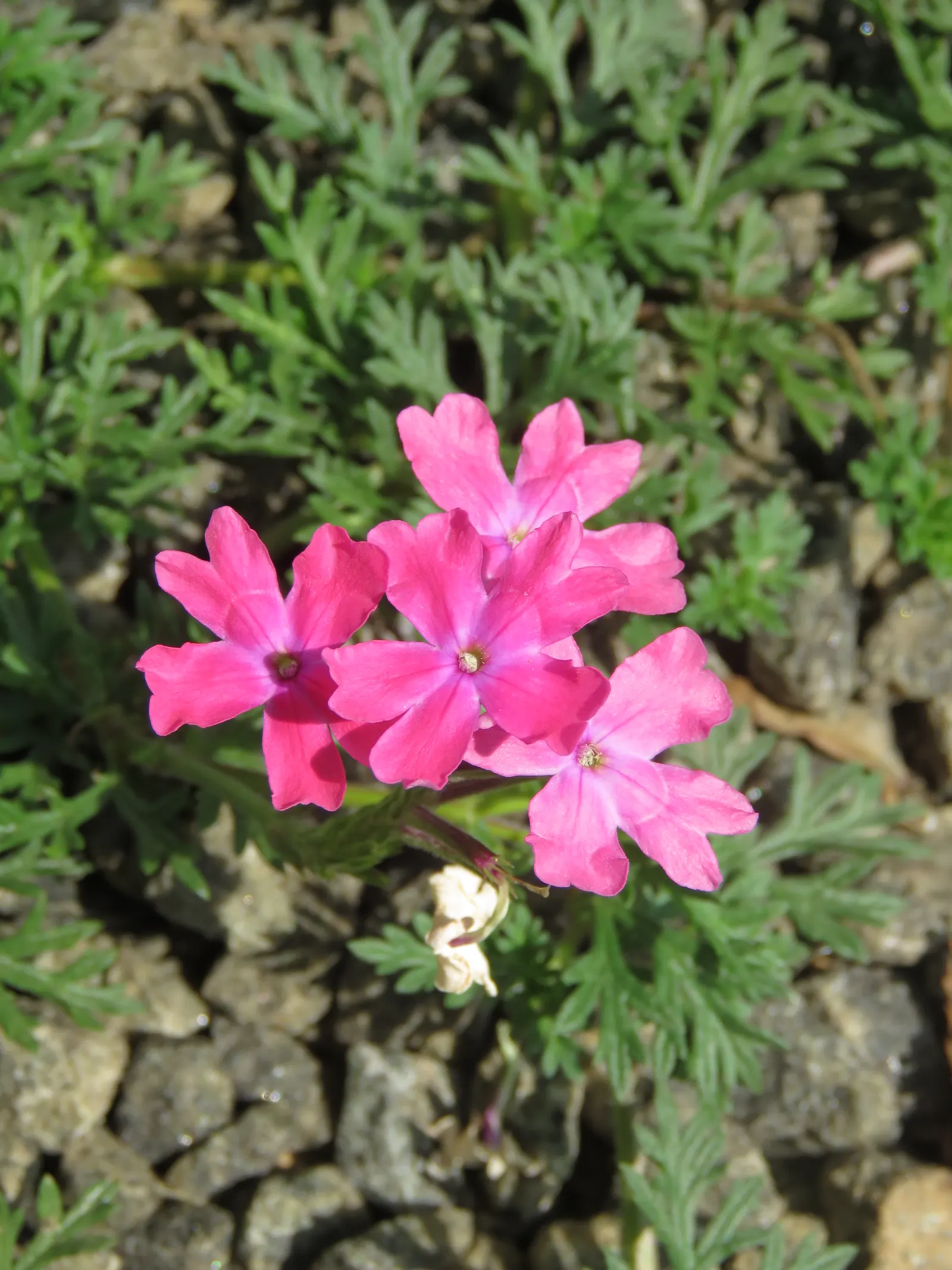 Prairie Verbena (Glandularia Bipinnatifida) — Prairie Verbena gracefully spreads out to cover ground areas ranging up to 3 feet in width; prairie Verbena