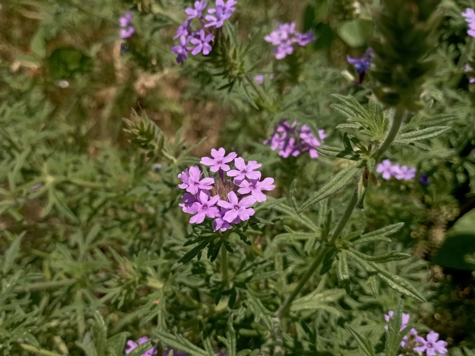 Prairie Verbena (Glandularia Bipinnatifida) — reaching a height of about 6-12 inches; while the plant is drought tolerant