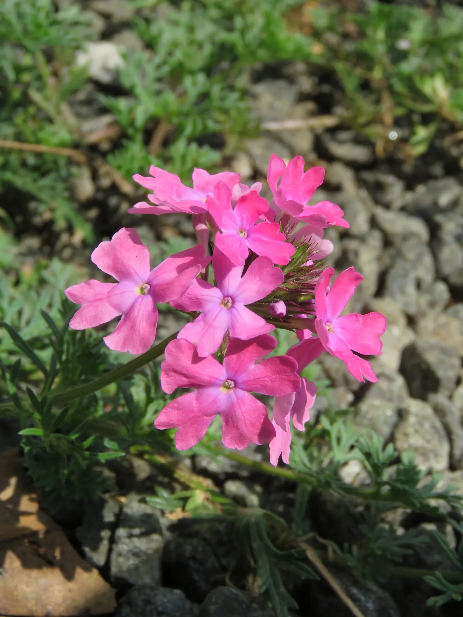 Prairie Verbena (Glandularia Bipinnatifida) — scientifically named Glandularia bipinnatifida; ground cover / perennial for full or half