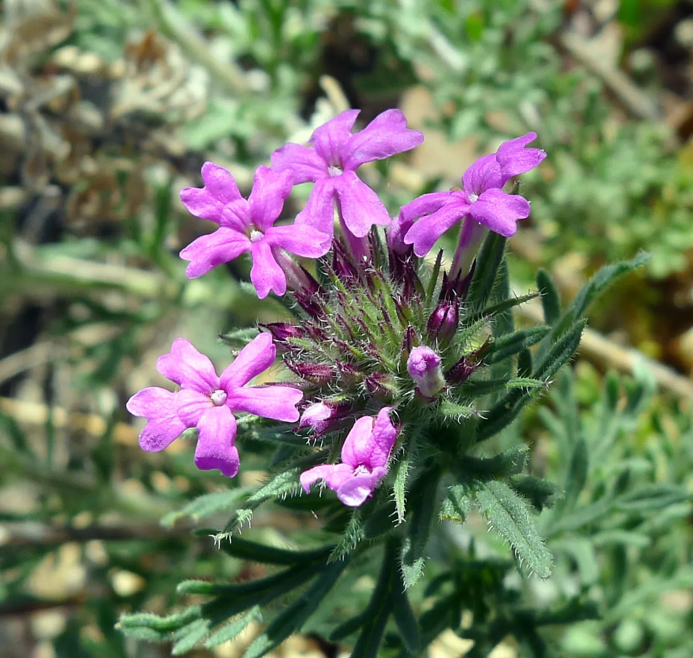 Prairie Verbena (Glandularia Bipinnatifida) — establishing itself best in well-drained soils