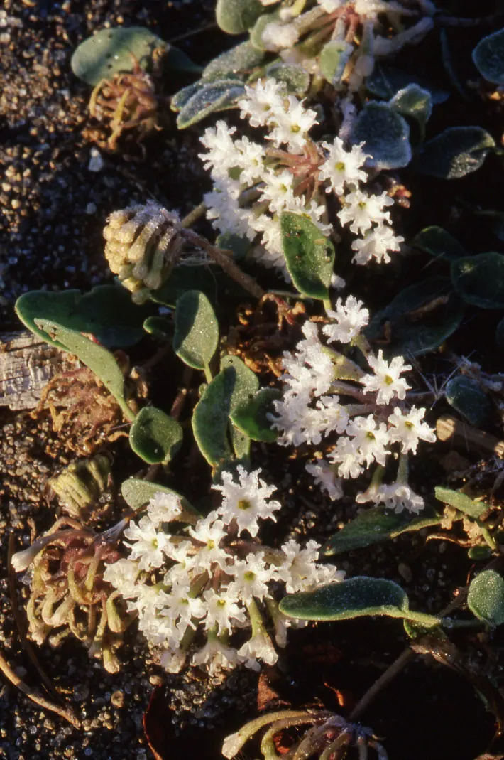 Prairie Verbena (Glandularia Bipinnatifida) — ground cover / perennial with blue and purple and violet blooms