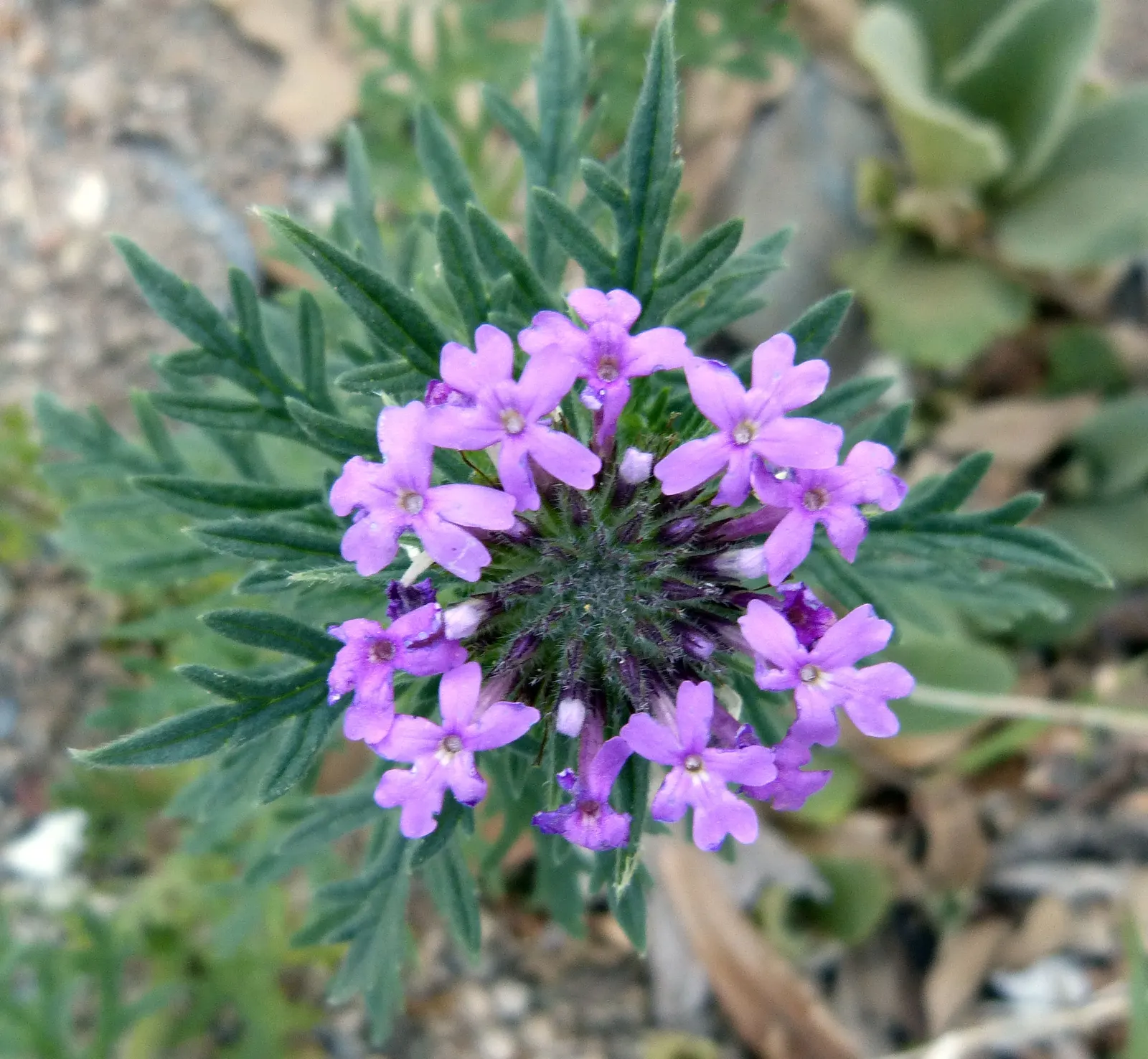 Prairie Verbena (Glandularia Bipinnatifida) — The flowers themselves are small but plentiful
