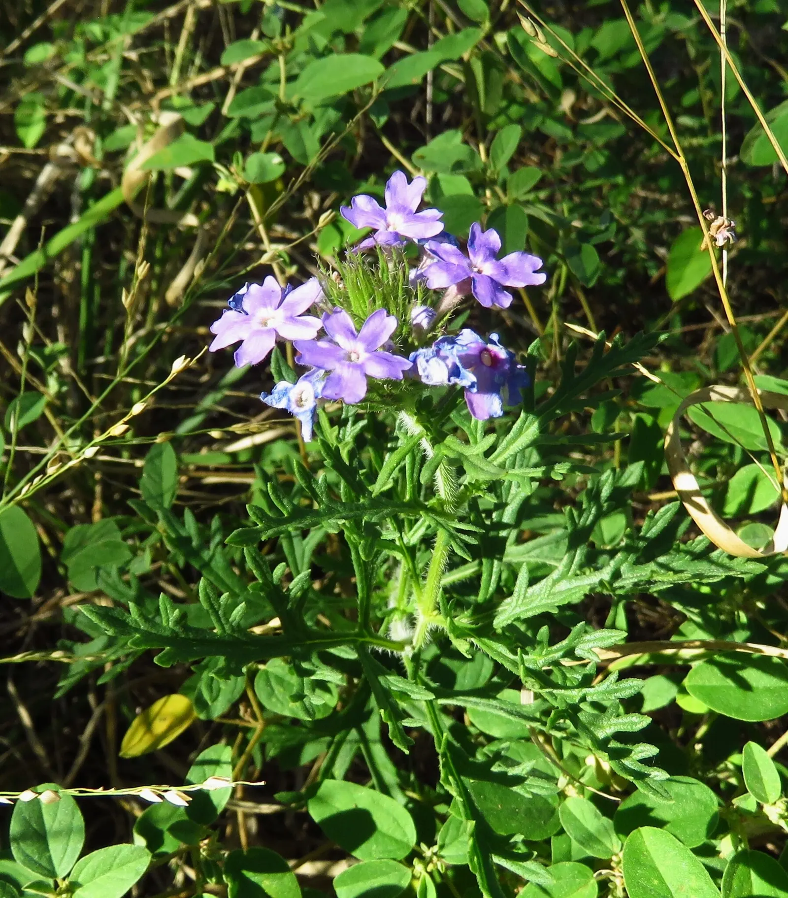 Prairie Verbena (Glandularia Bipinnatifida) — it benefits from occasional watering during extended periods of heat and dryness