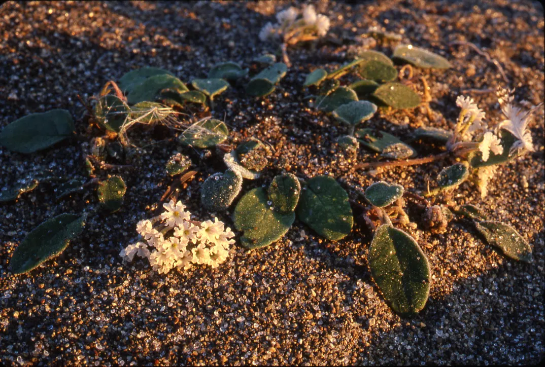 Prairie Verbena (Glandularia Bipinnatifida) — Prairie Verbena (Glandularia bipinnatifida) is a perennial groundcover, flourishing in full sun to, image 24