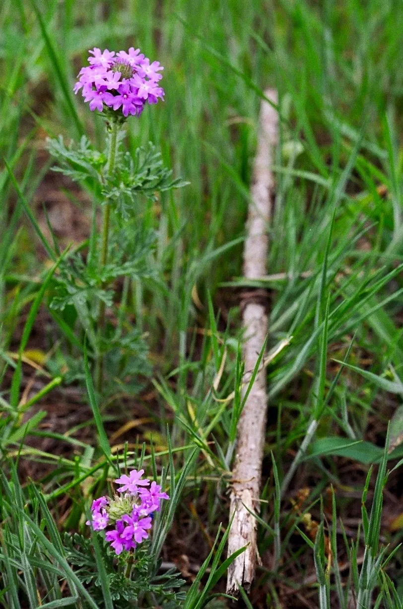 Prairie Verbena (Glandularia Bipinnatifida) — is a perennial favorite among garden enthusiasts for its hardy resilience and long blooming season