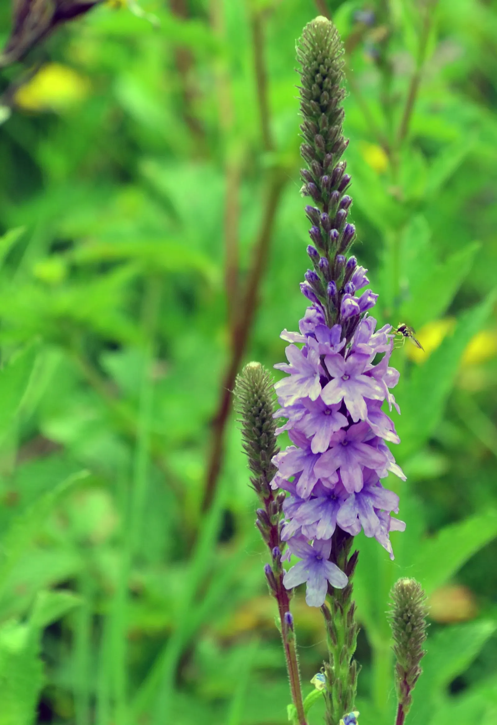 Prairie Verbena (Glandularia Bipinnatifida) — This drought-tolerant species boasts vibrant clusters of purple flowers from spring to fall; its sprawling habit