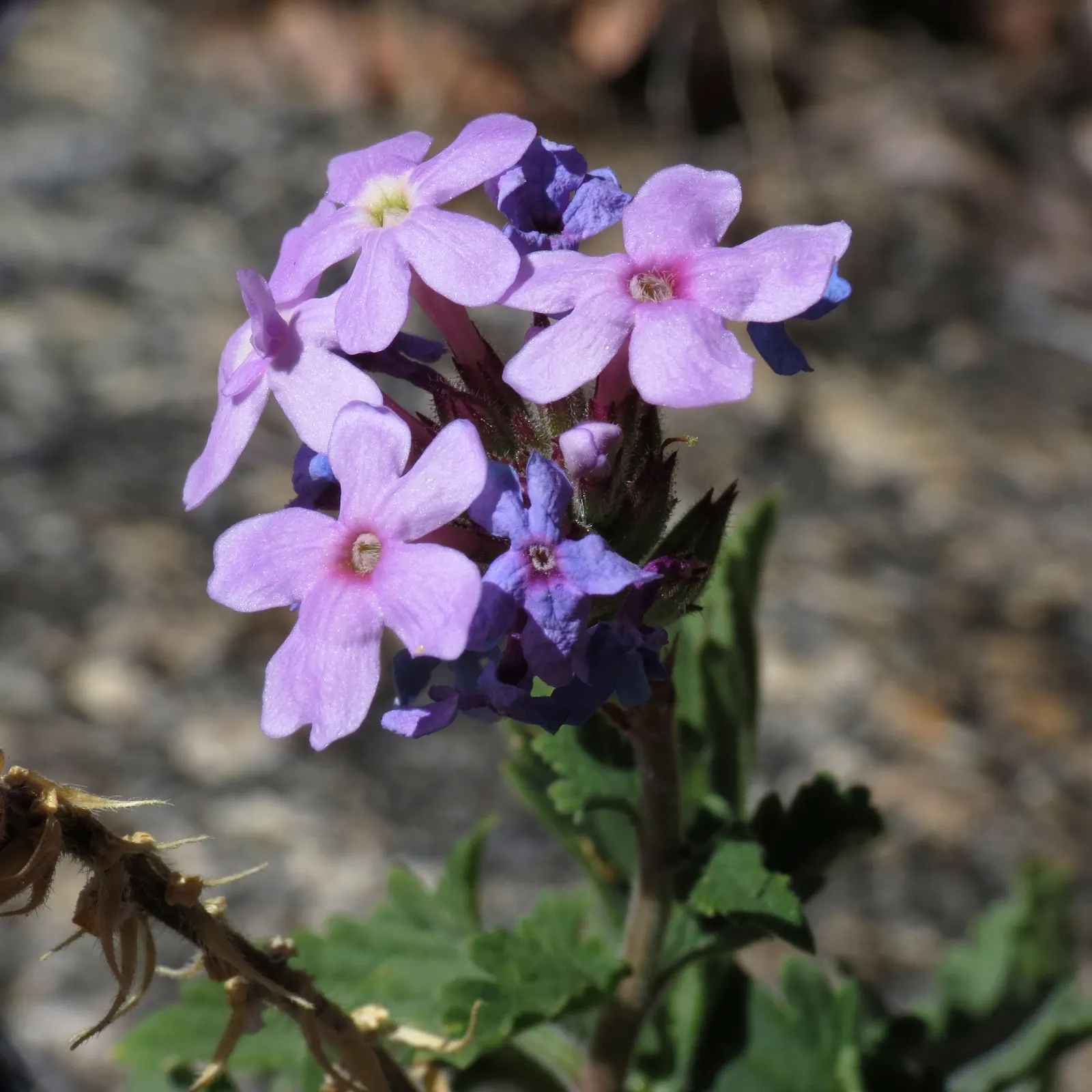 Prairie Verbena (Glandularia Bipinnatifida) — Fast-growing, it spans 12-18 inches with feathery, divided leaves