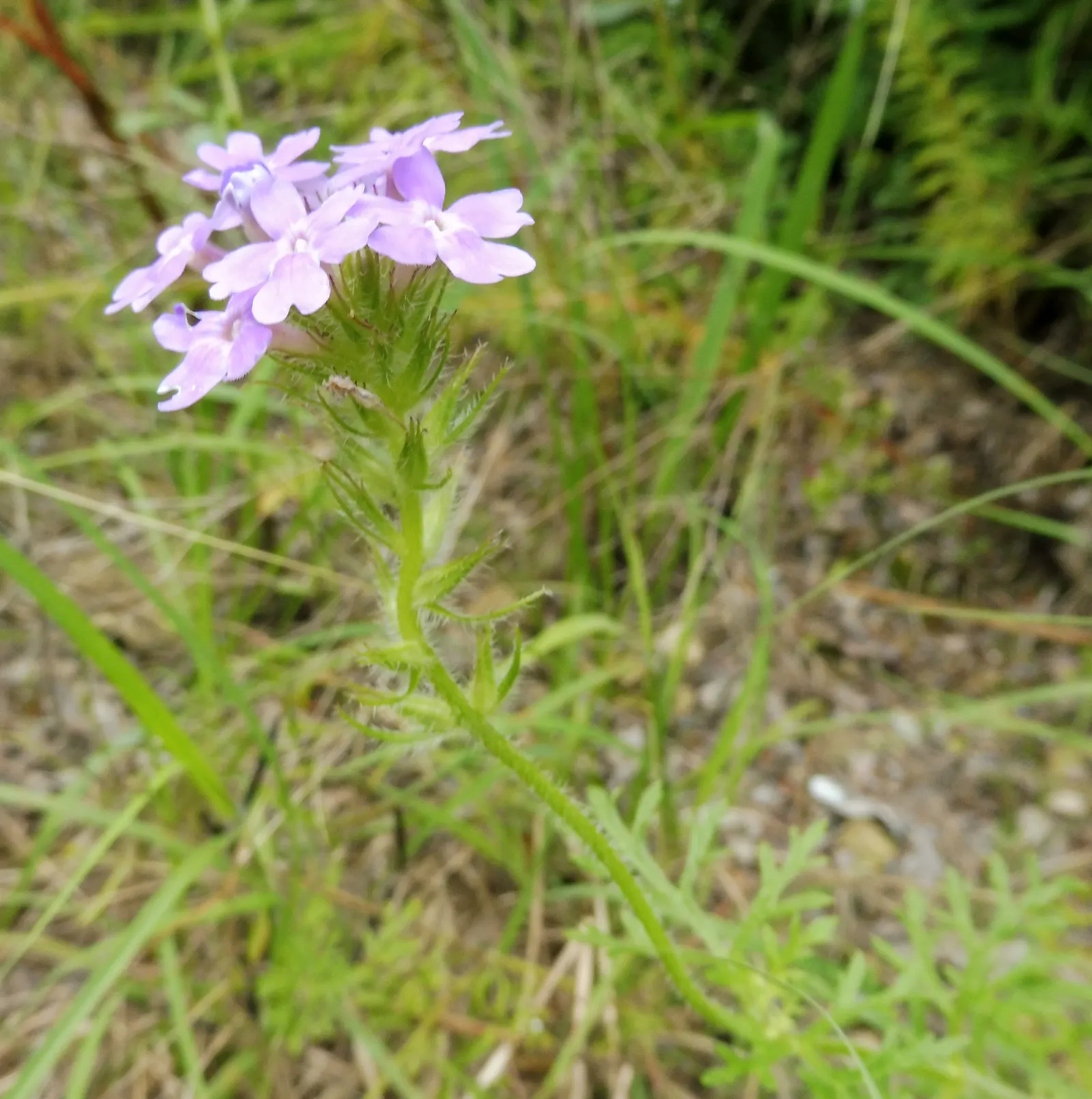 Prairie Verbena (Glandularia Bipinnatifida) — Prairie Verbena gracefully spreads out to cover ground areas ranging up to 3 feet in width