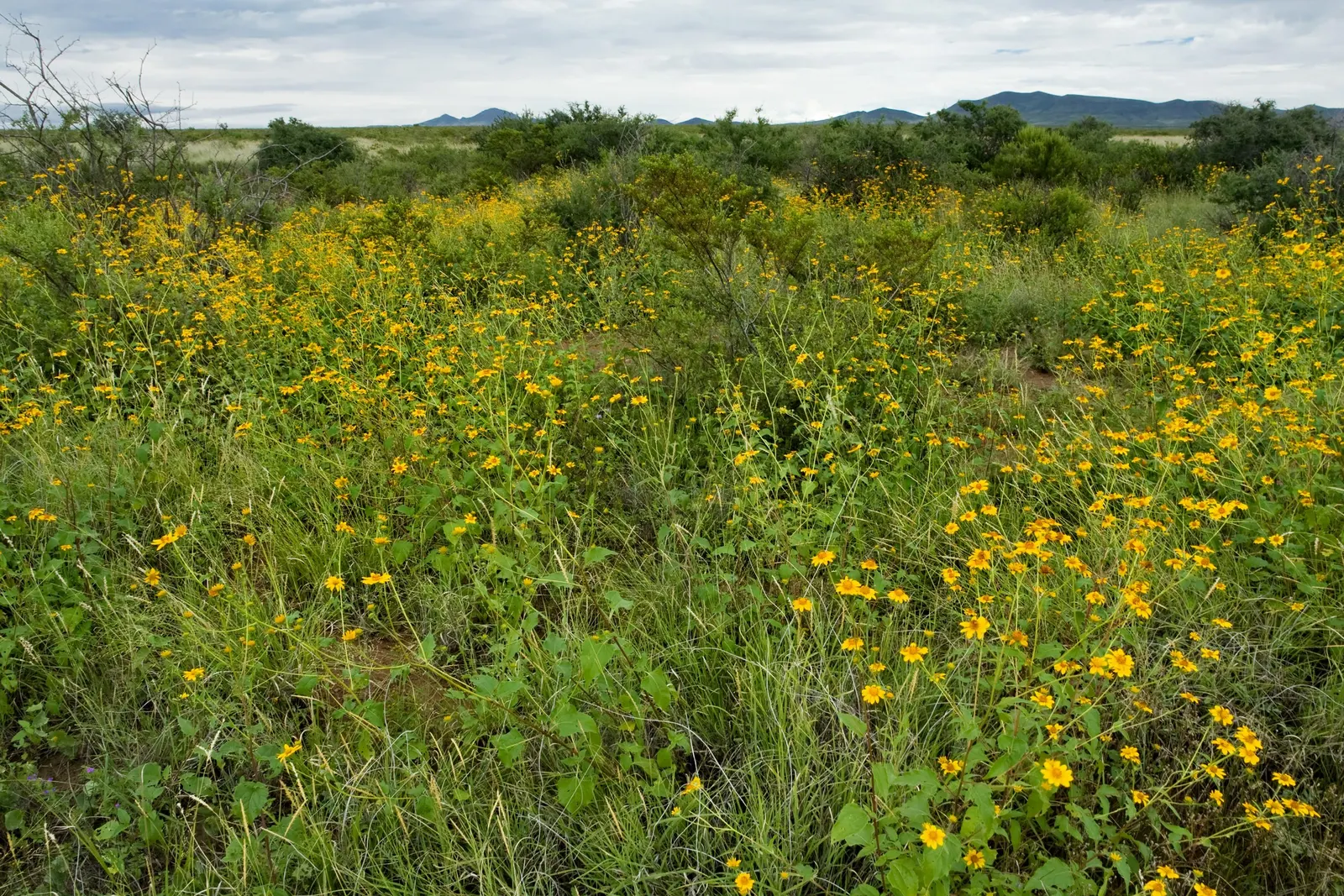 Prairie Verbena (Glandularia Bipinnatifida) — While the plant is drought tolerant