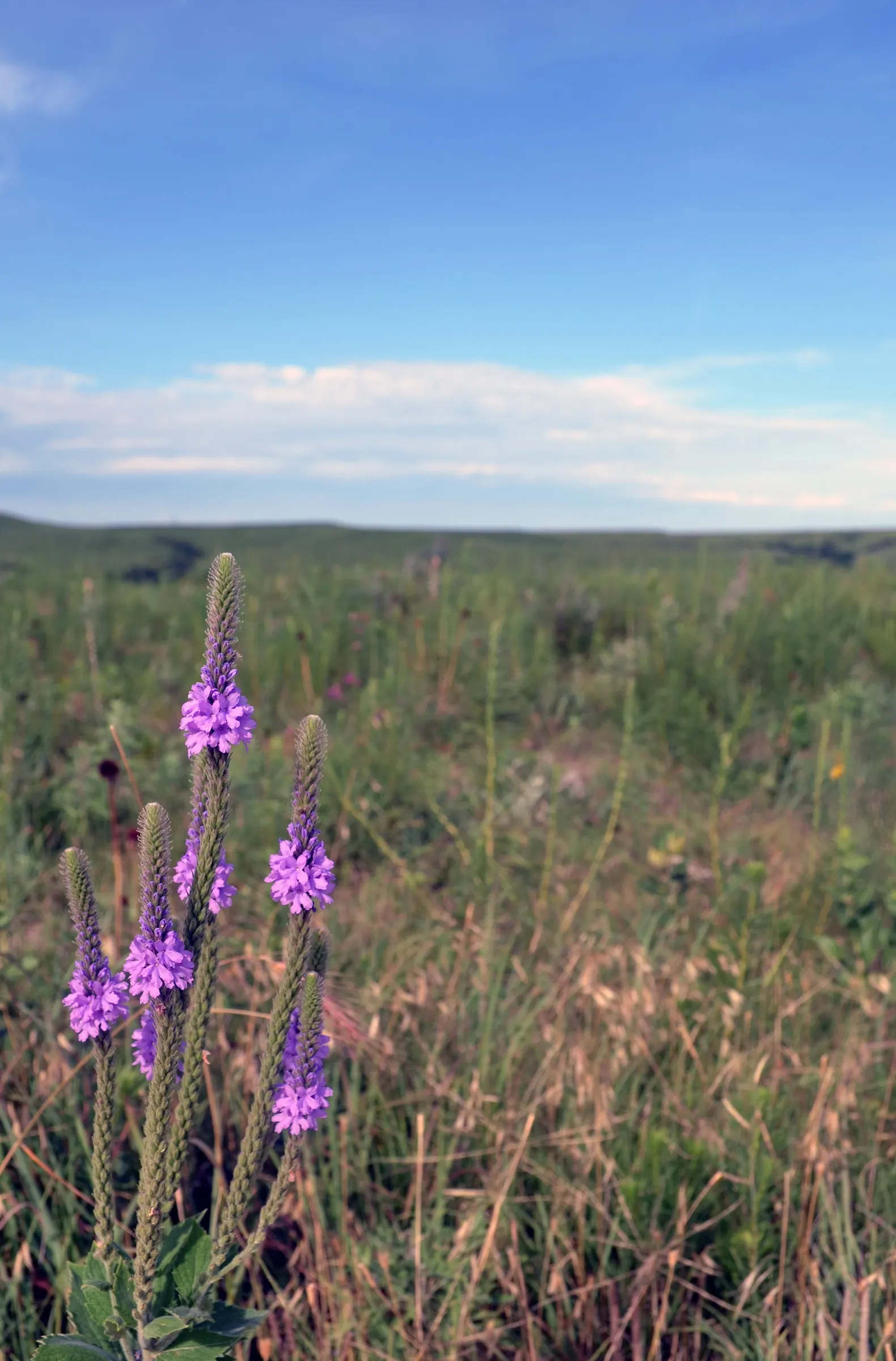 Prairie Verbena (Glandularia Bipinnatifida) — adding an ecological benefit to its aesthetic appeal