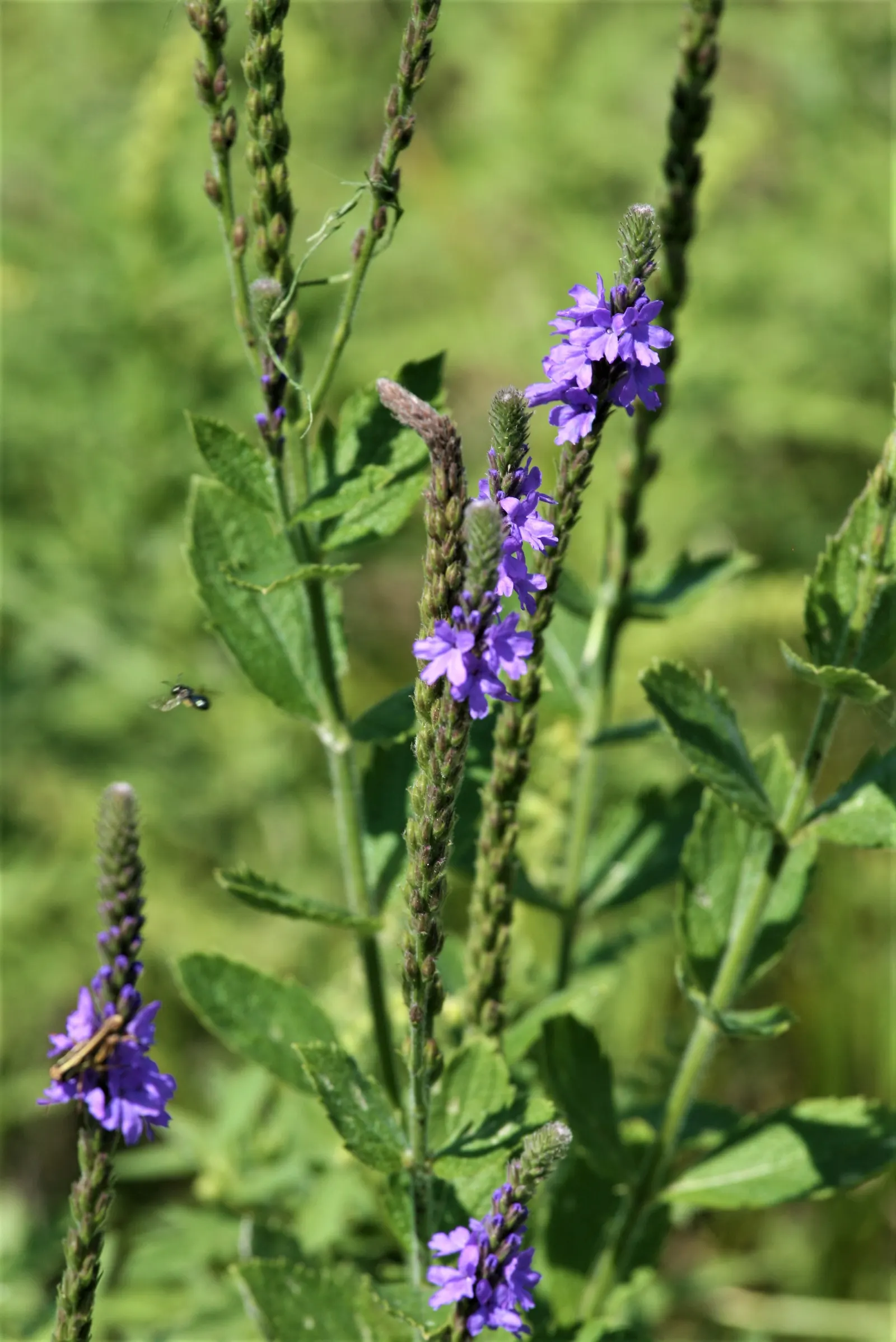 Prairie Verbena (Glandularia Bipinnatifida) — consider its potential for attracting butterflies and other pollinators