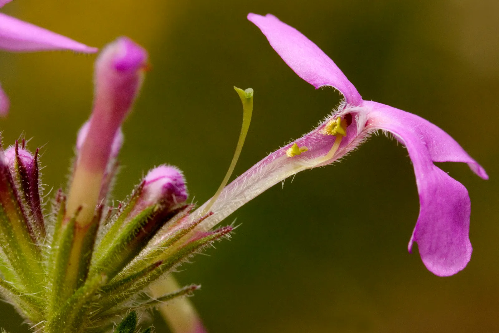 Prairie Verbena (Glandularia Bipinnatifida) — fern-like leaves create a delicate backdrop for the vibrant blooms