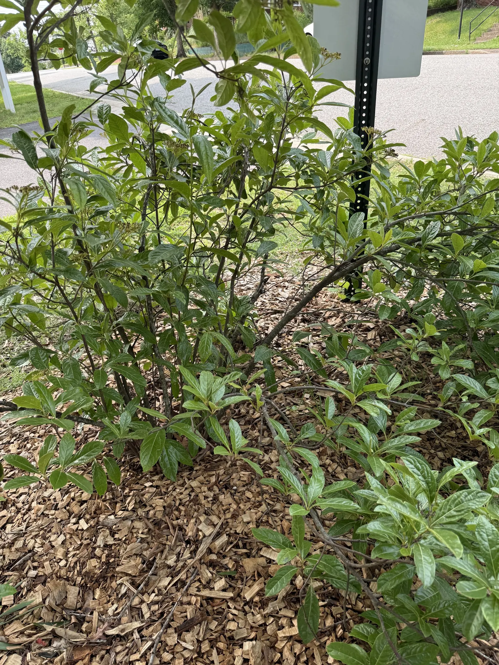 Brandywine Viburnum (Viburnum Nudum 'Brandywine') — It reaches 5 to 6 feet in height and 4 to 5 feet in width