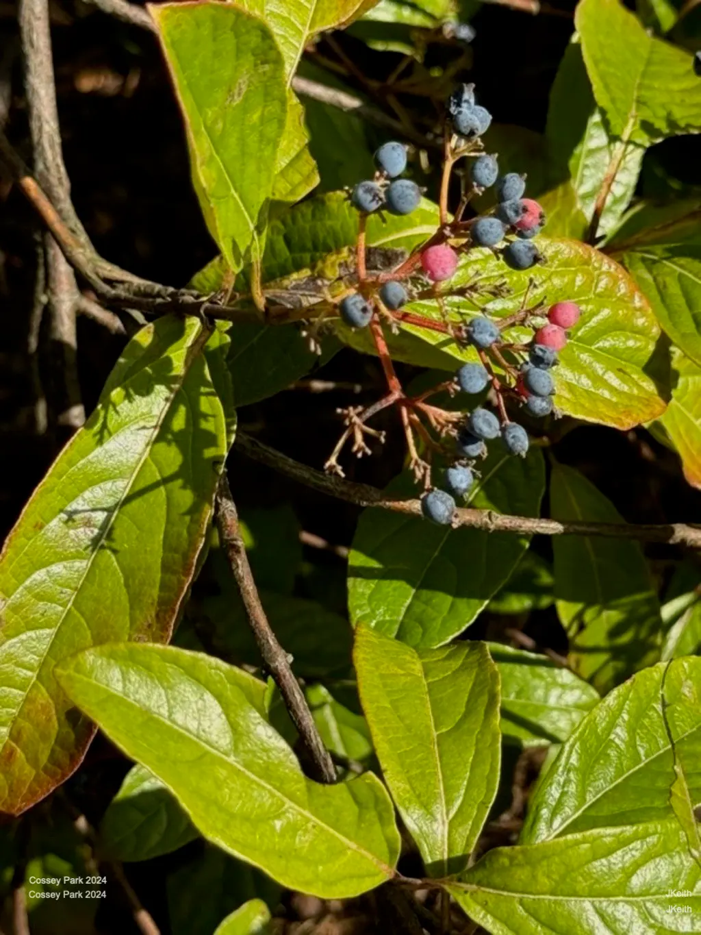 Brandywine Viburnum (Viburnum Nudum 'Brandywine') — The glossy leaves offer striking fall colors