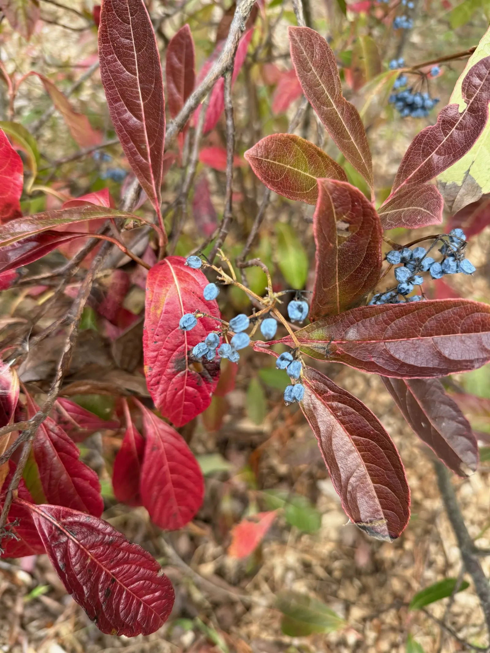 Brandywine Viburnum (Viburnum Nudum 'Brandywine') — Ideal for borders or feature plants