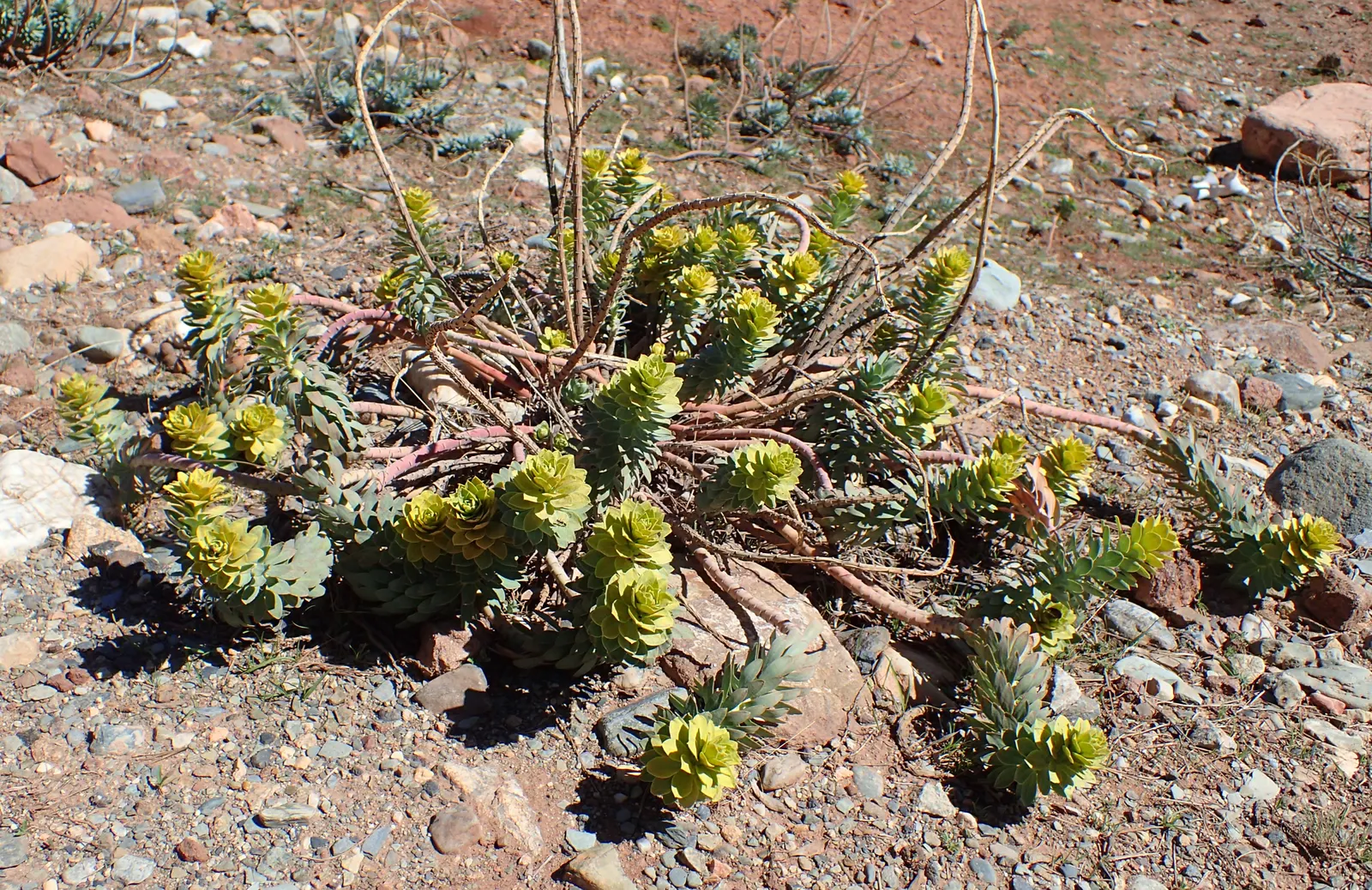 Silver Spurge (Euphorbia Rigida) — Wear gloves when handling due to its toxic sap