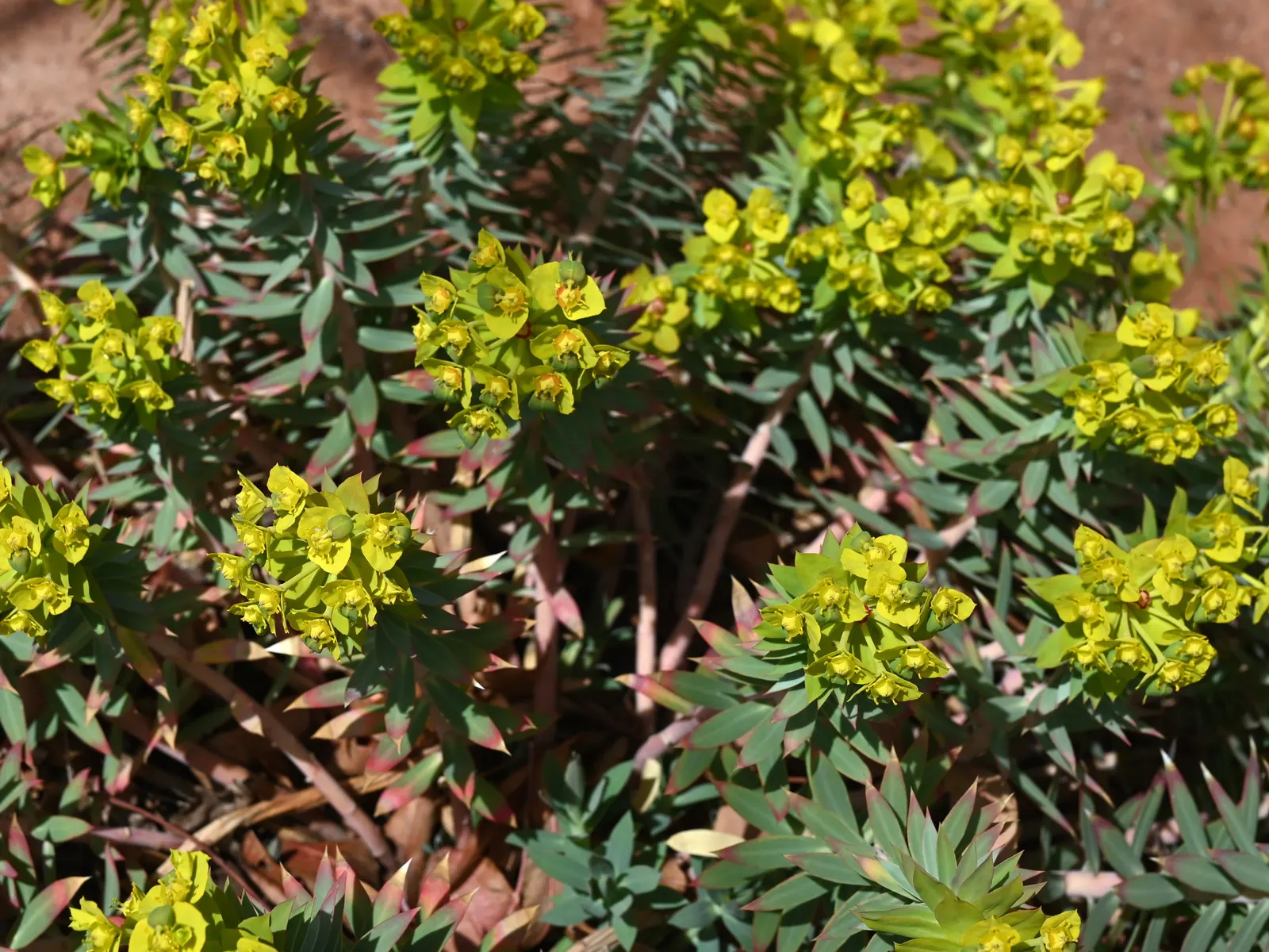 Silver Spurge (Euphorbia Rigida) — which corresponds to a minimum temperature range of 0 to 35 degrees Fahrenheit