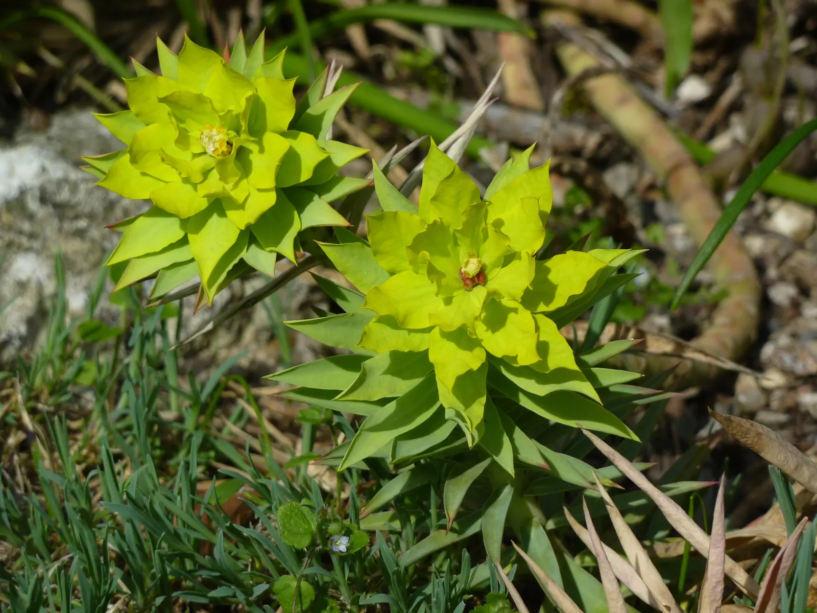 Silver Spurge (Euphorbia Rigida) — Its bold texture and striking coloration make it a superb choice for adding year-round interest; upright stems that grow up