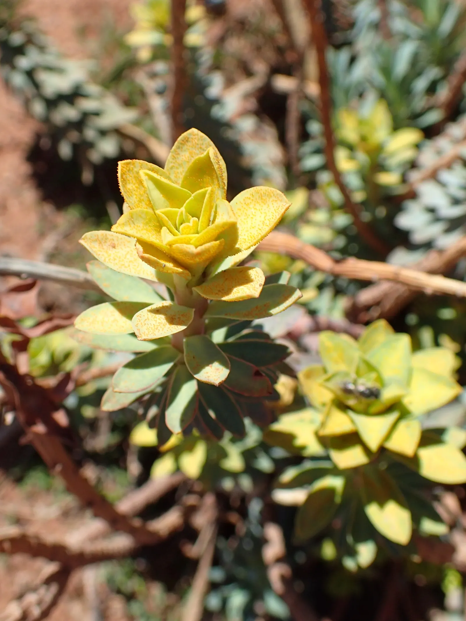 Silver Spurge (Euphorbia Rigida) — and it thrives in USDA Hardiness Zones 7 through 10