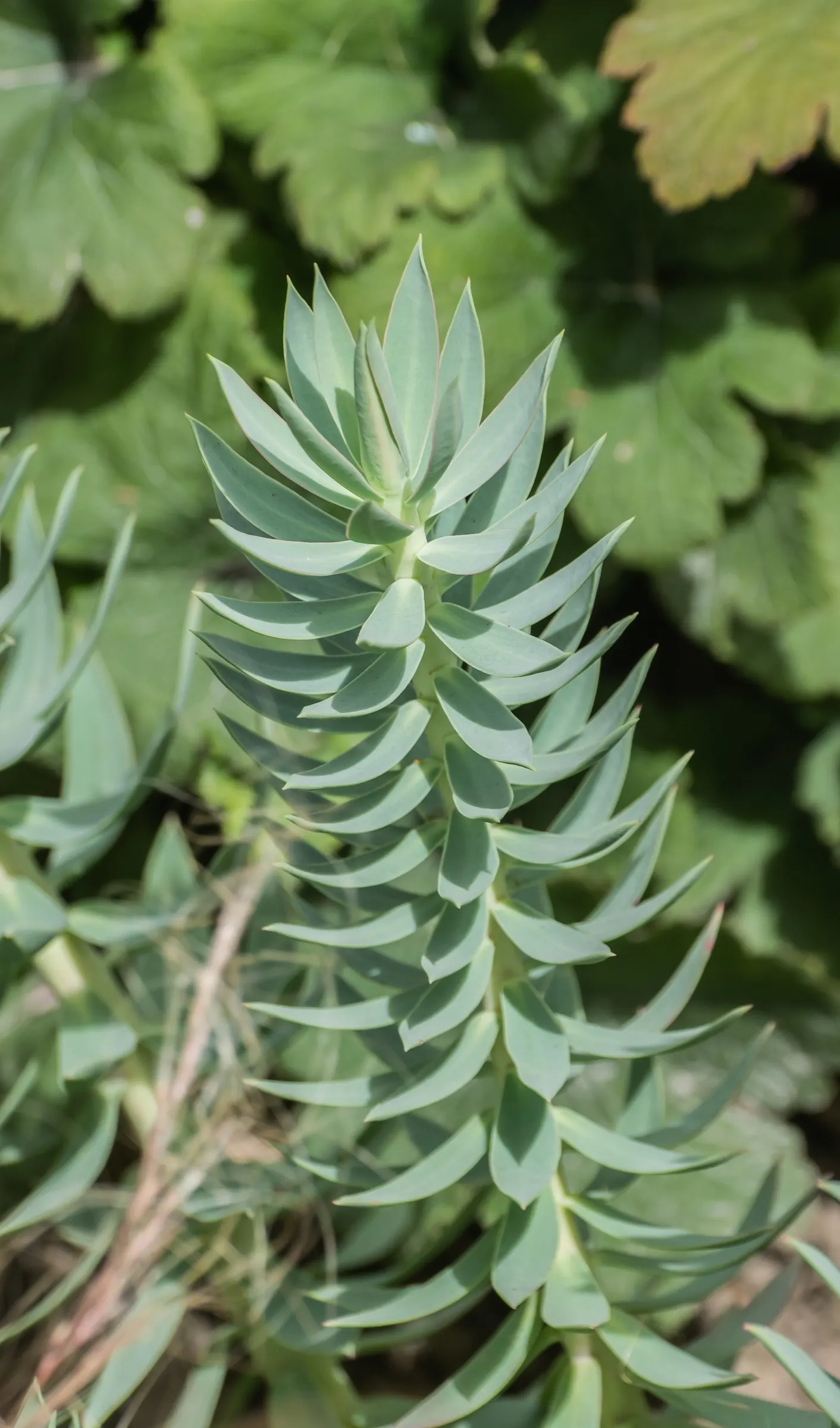 Silver Spurge (Euphorbia Rigida) — the sap of Euphorbia rigida is toxic and can cause skin irritation