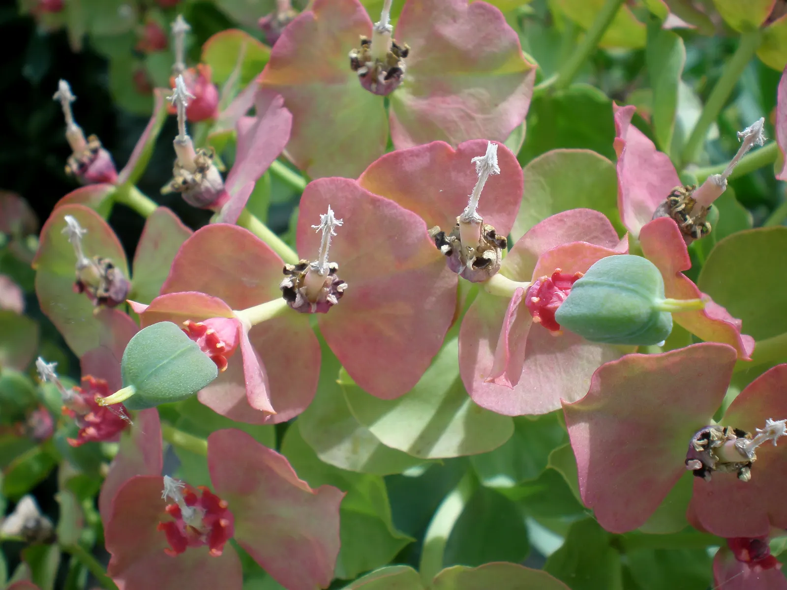Silver Spurge (Euphorbia Rigida) — technically known as cyathia