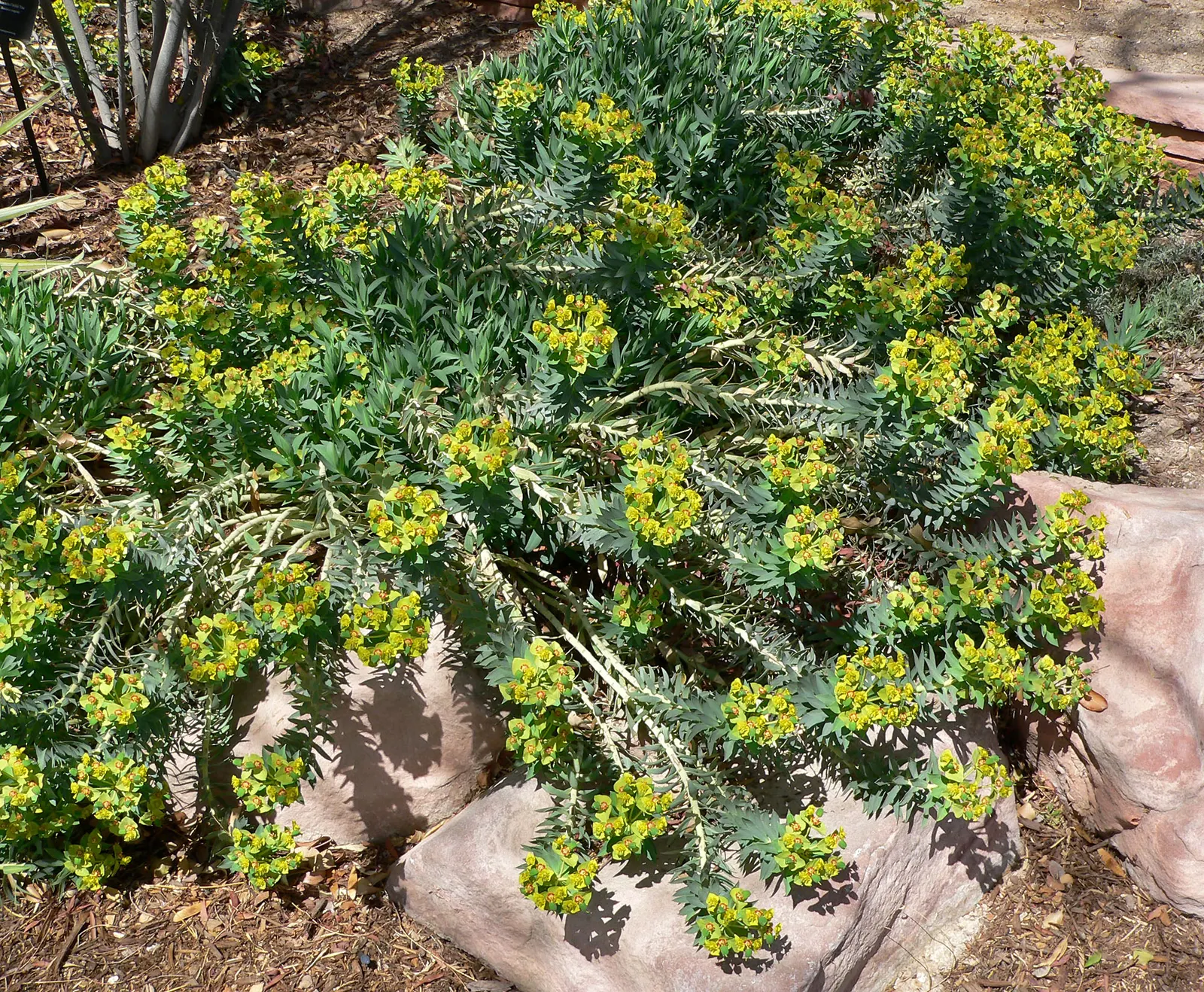 Silver Spurge (Euphorbia Rigida) — as it is prone to root rot in damp conditions