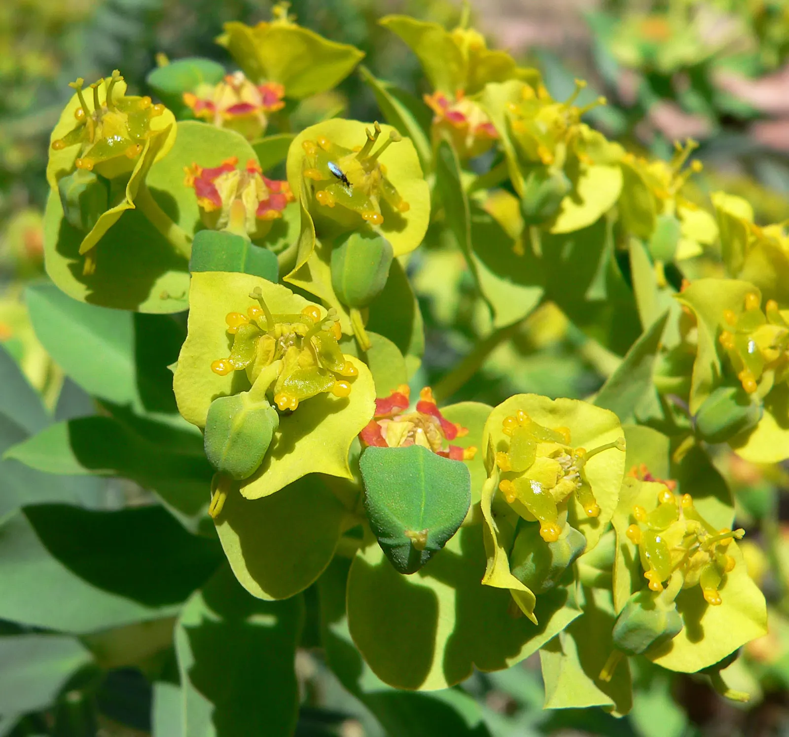 Silver Spurge (Euphorbia Rigida) — it's important to select sunny locations with well-drained soil