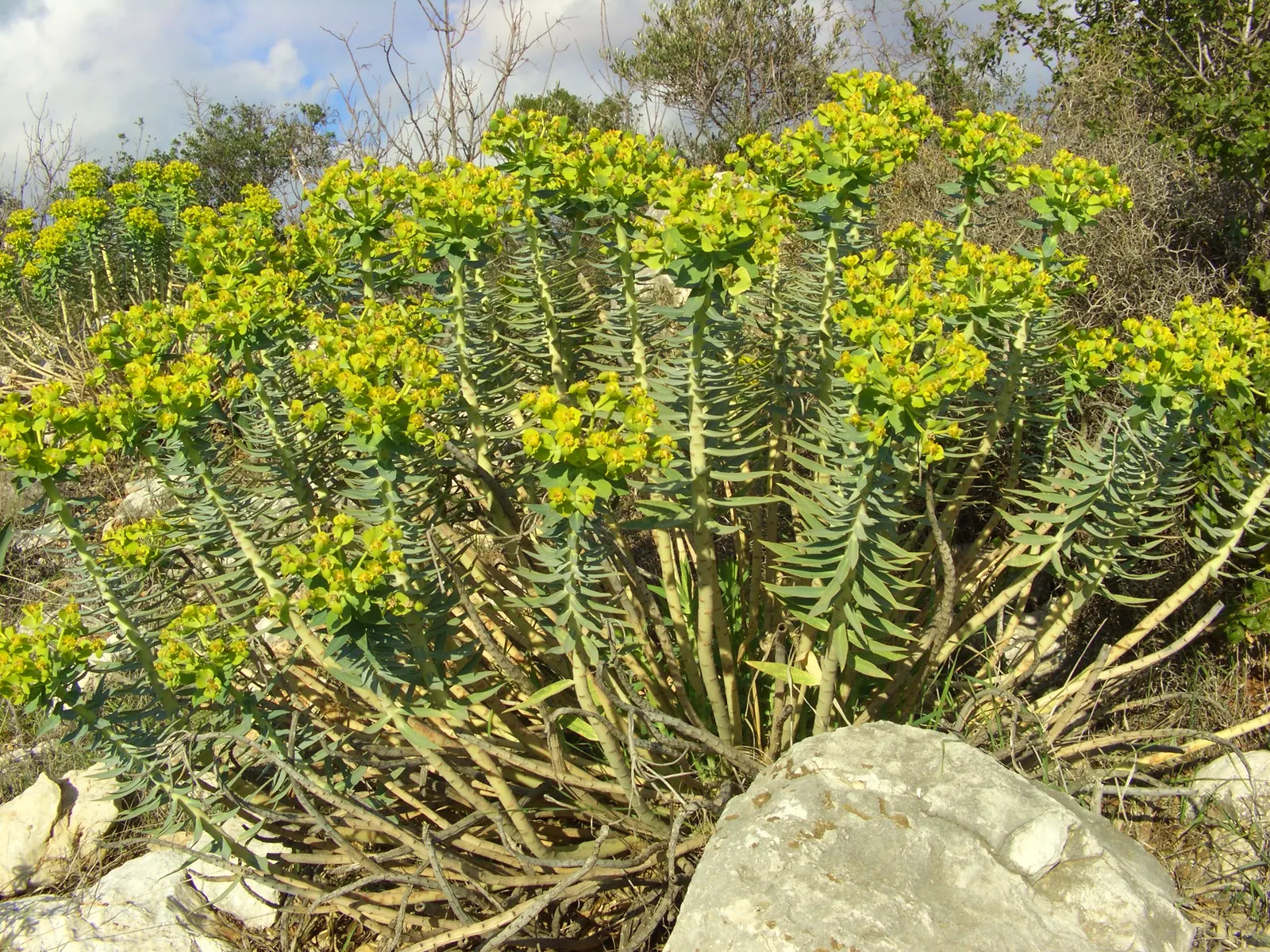 Silver Spurge (Euphorbia Rigida) — <br><br>Throughout late winter to early spring; its striking form and color make it a bold focal point in xeriscapes and