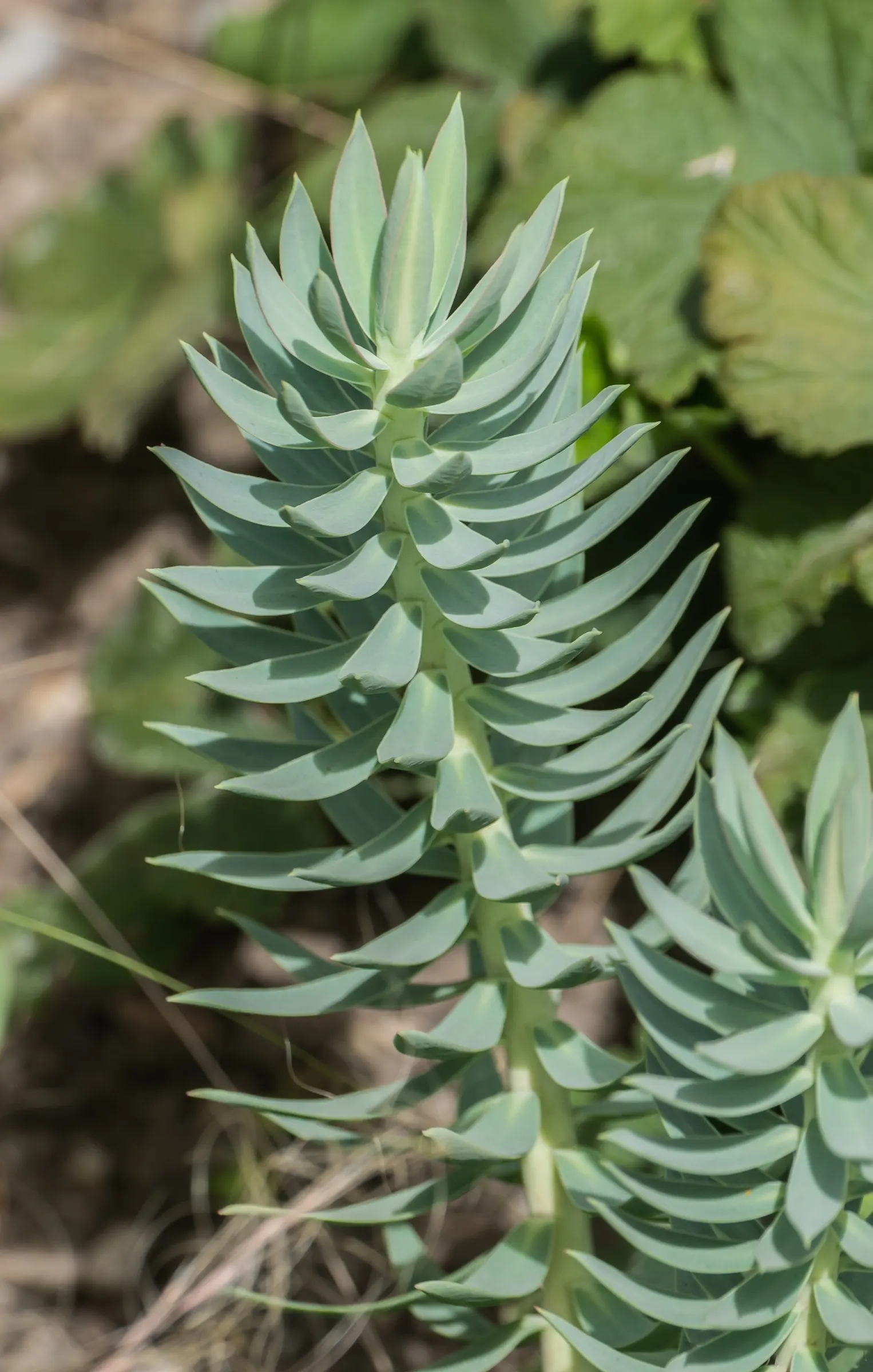 Silver Spurge (Euphorbia Rigida) — shrub with green and yellow blooms
