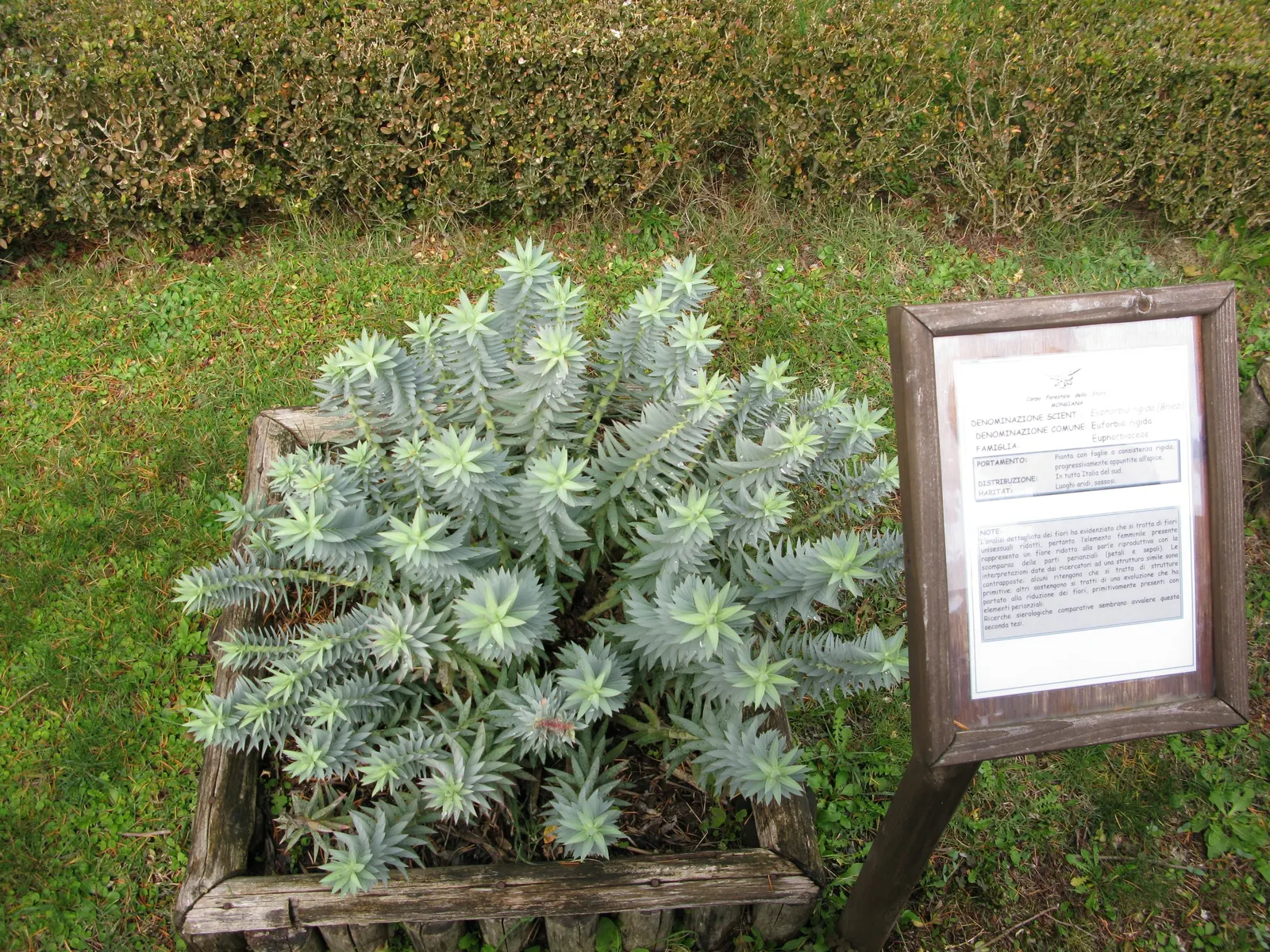Silver Spurge (Euphorbia Rigida) — shrub for full or half