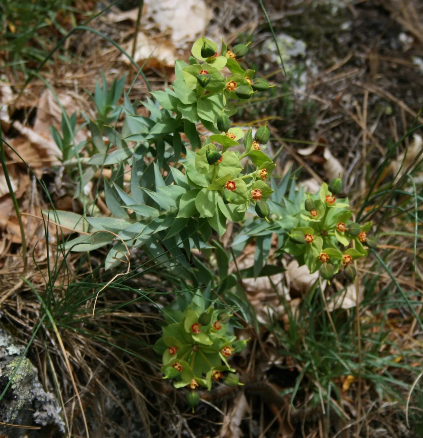 Silver Spurge (Euphorbia Rigida) — Its bold texture and striking coloration make it a superb choice for adding year-round interest
