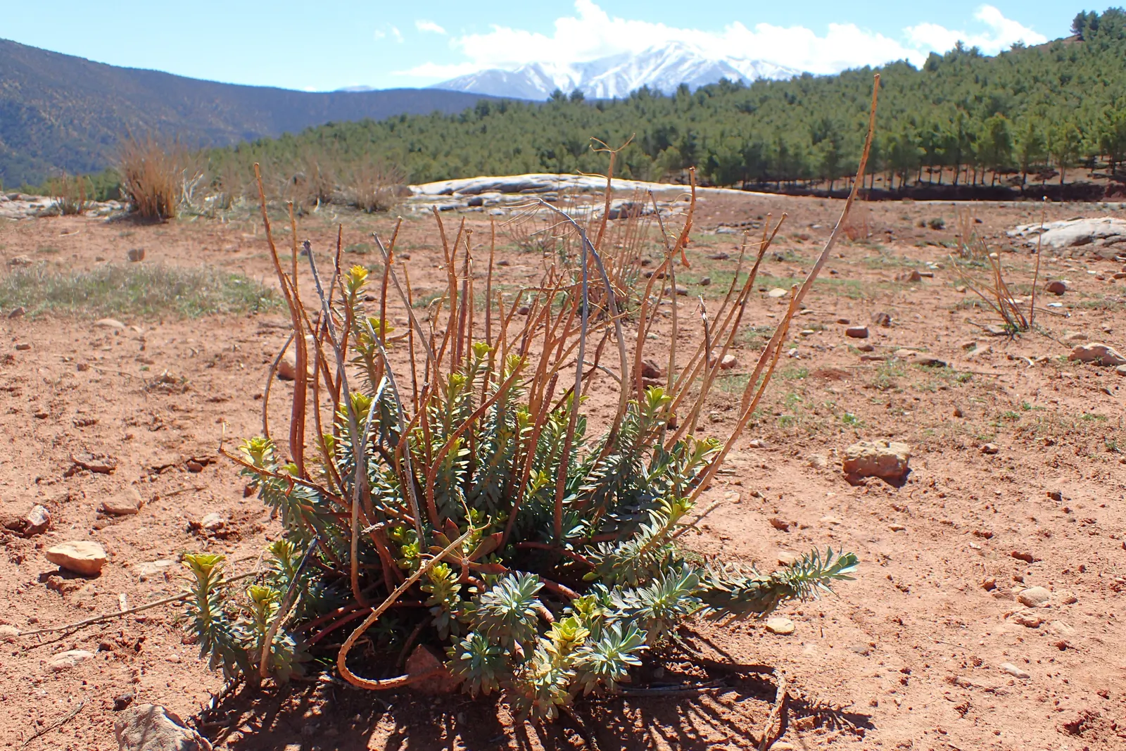Silver Spurge (Euphorbia Rigida) — scientifically known as Euphorbia rigida