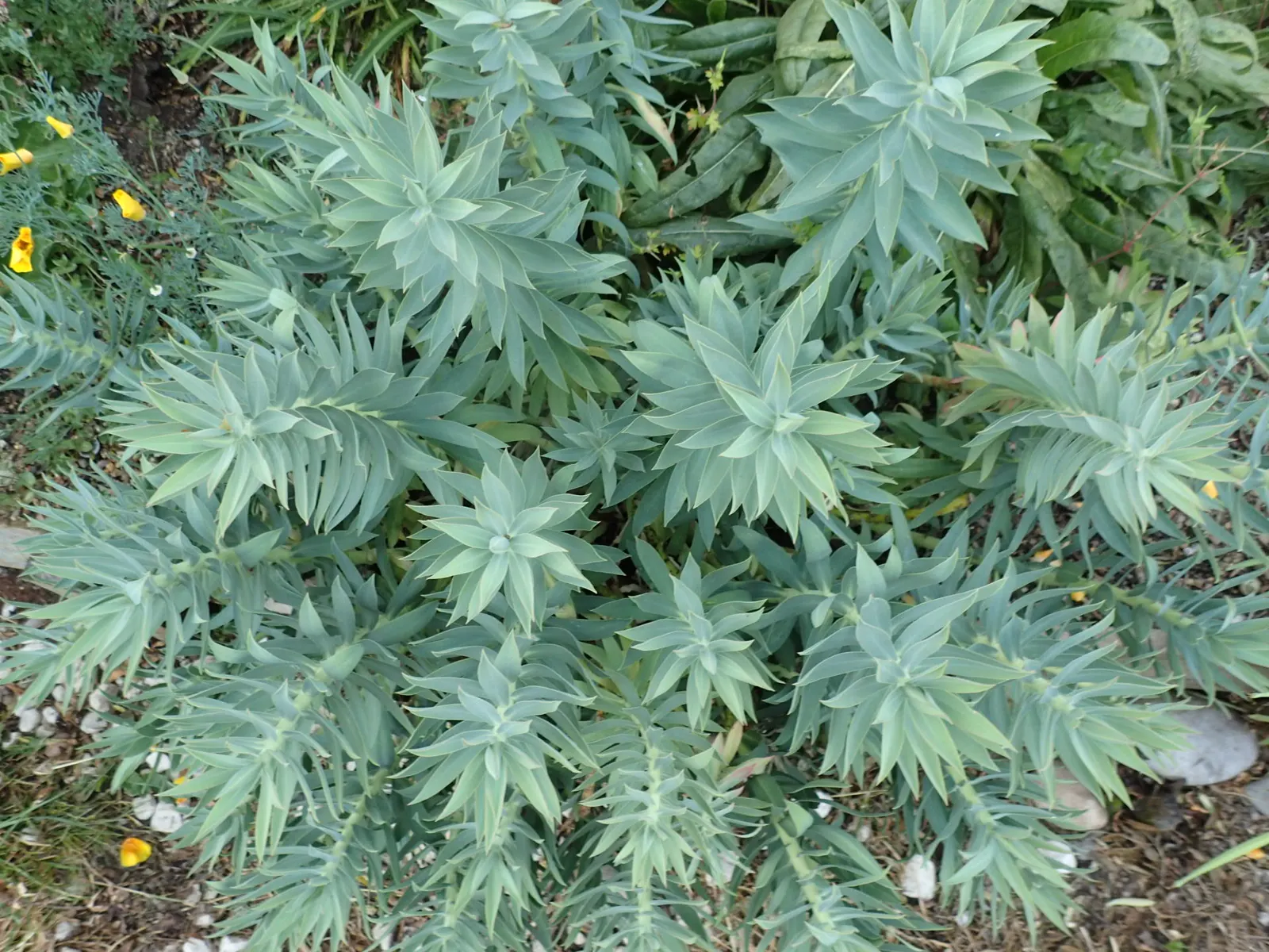 Silver Spurge (Euphorbia Rigida) — upright stems are densely clothed with spirally arranged; which corresponds to a minimum temperature range of 0 to 35