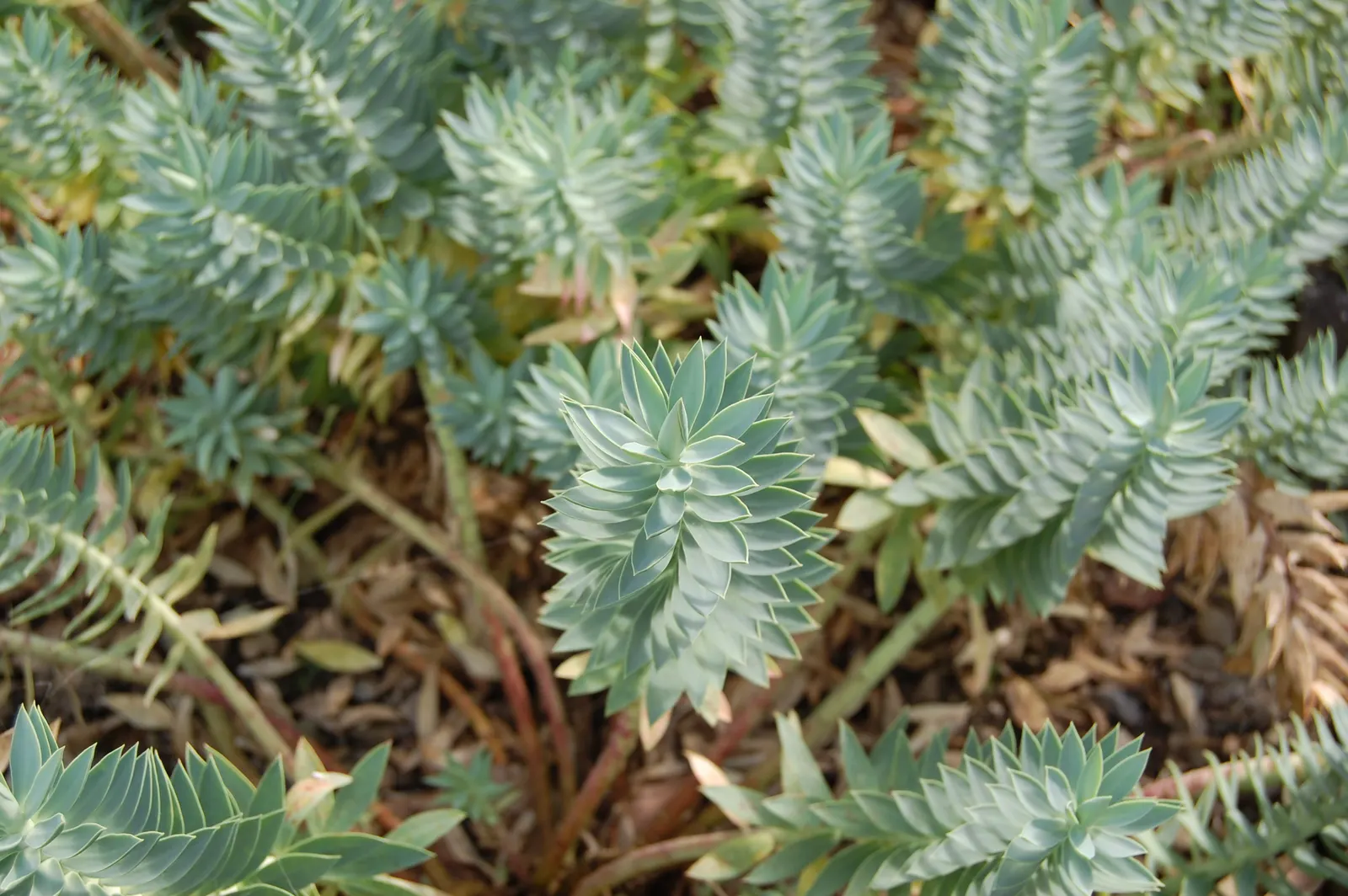 Silver Spurge (Euphorbia Rigida) — Silver Spurge (Euphorbia rigida) is an evergreen perennial succulent boasting rigid; drought-tolerant and low-maintenance