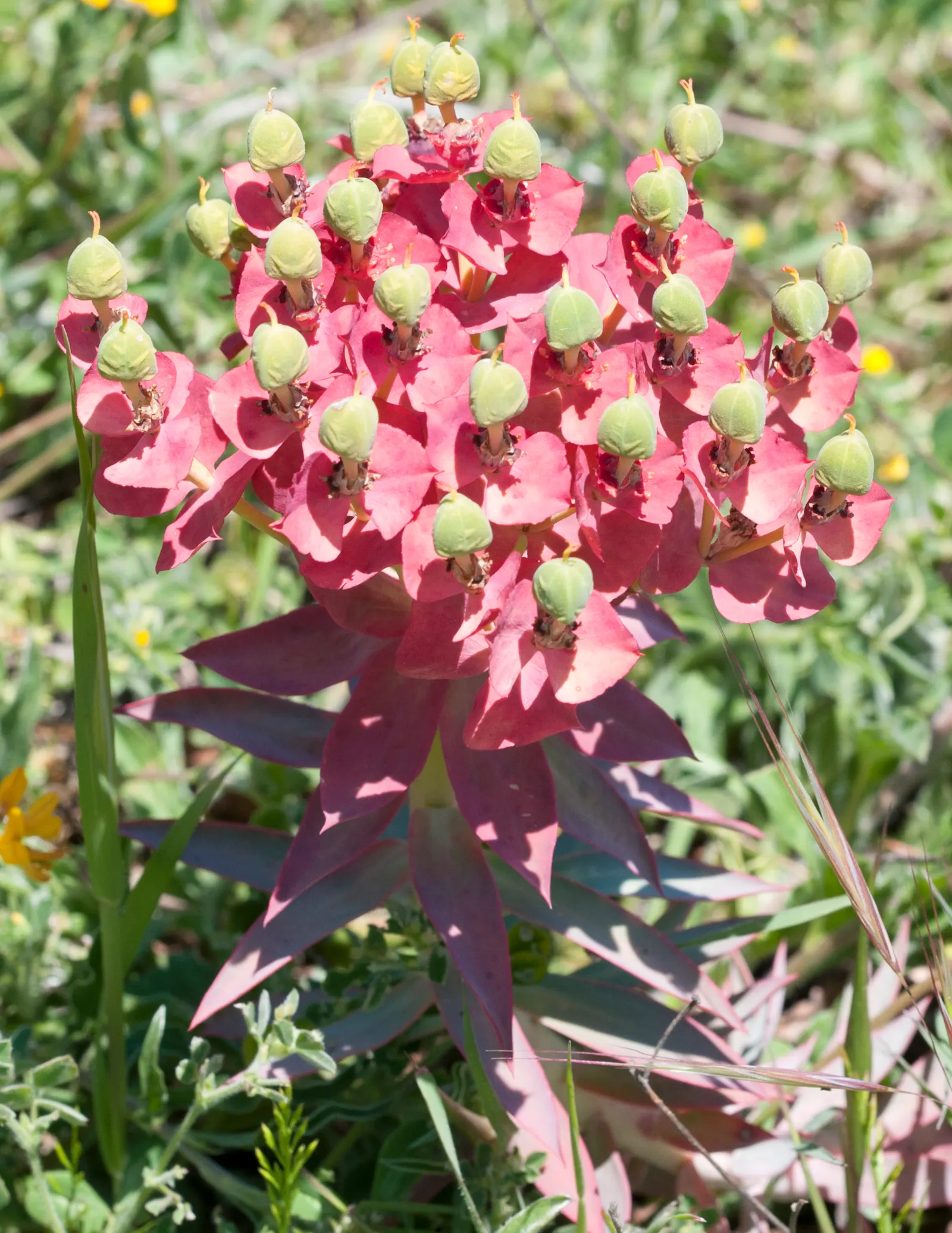 Silver Spurge (Euphorbia Rigida) — blue-green leaves that have a distinctive; euphorbia rigida produces chartreuse-yellow flowers
