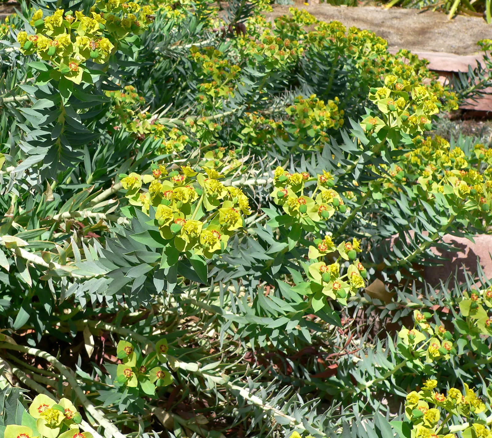 Silver Spurge (Euphorbia Rigida) — it's important to select sunny locations with well-drained soil; scientifically known as Euphorbia rigida